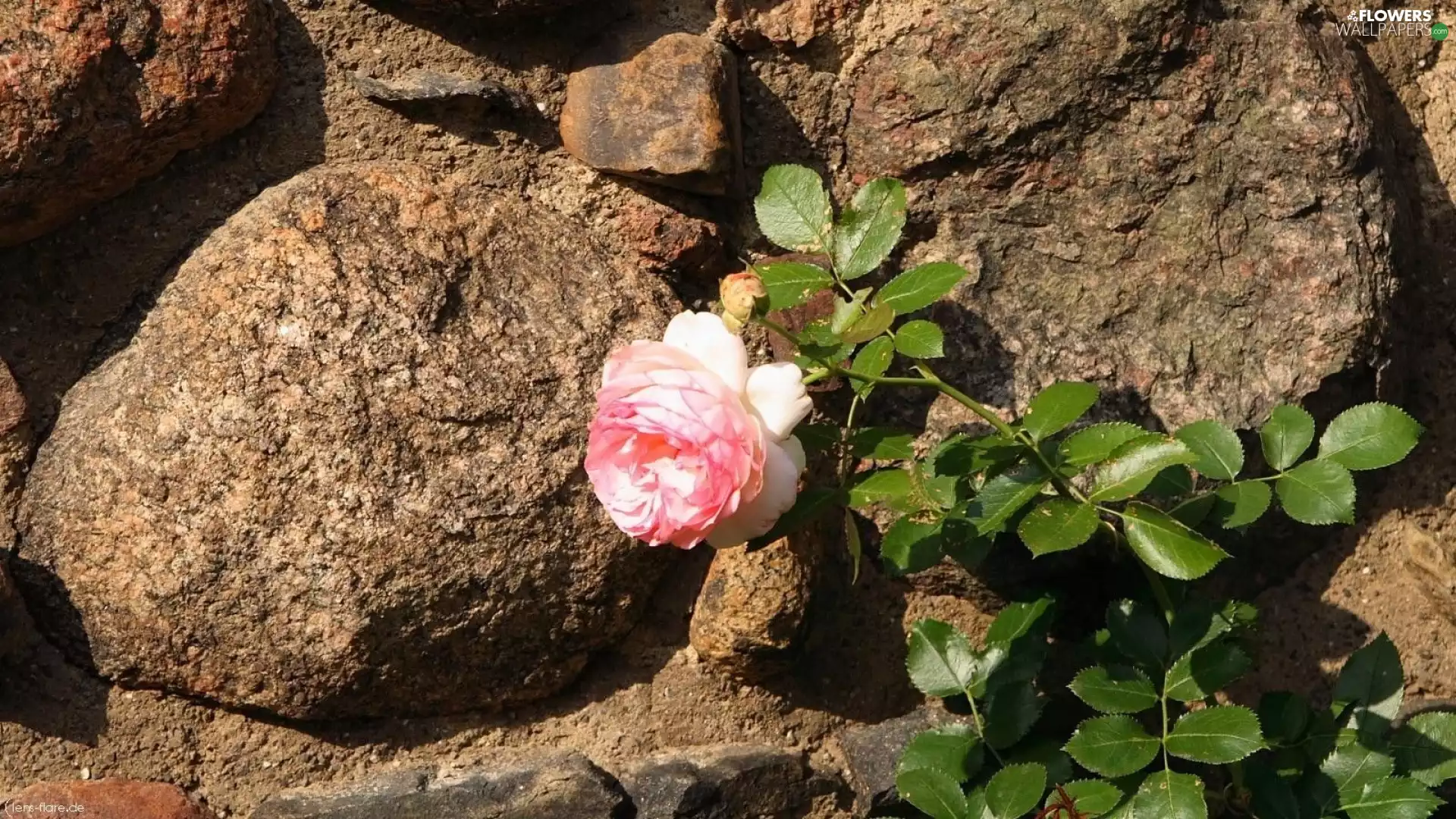 rose, rocks, Stones