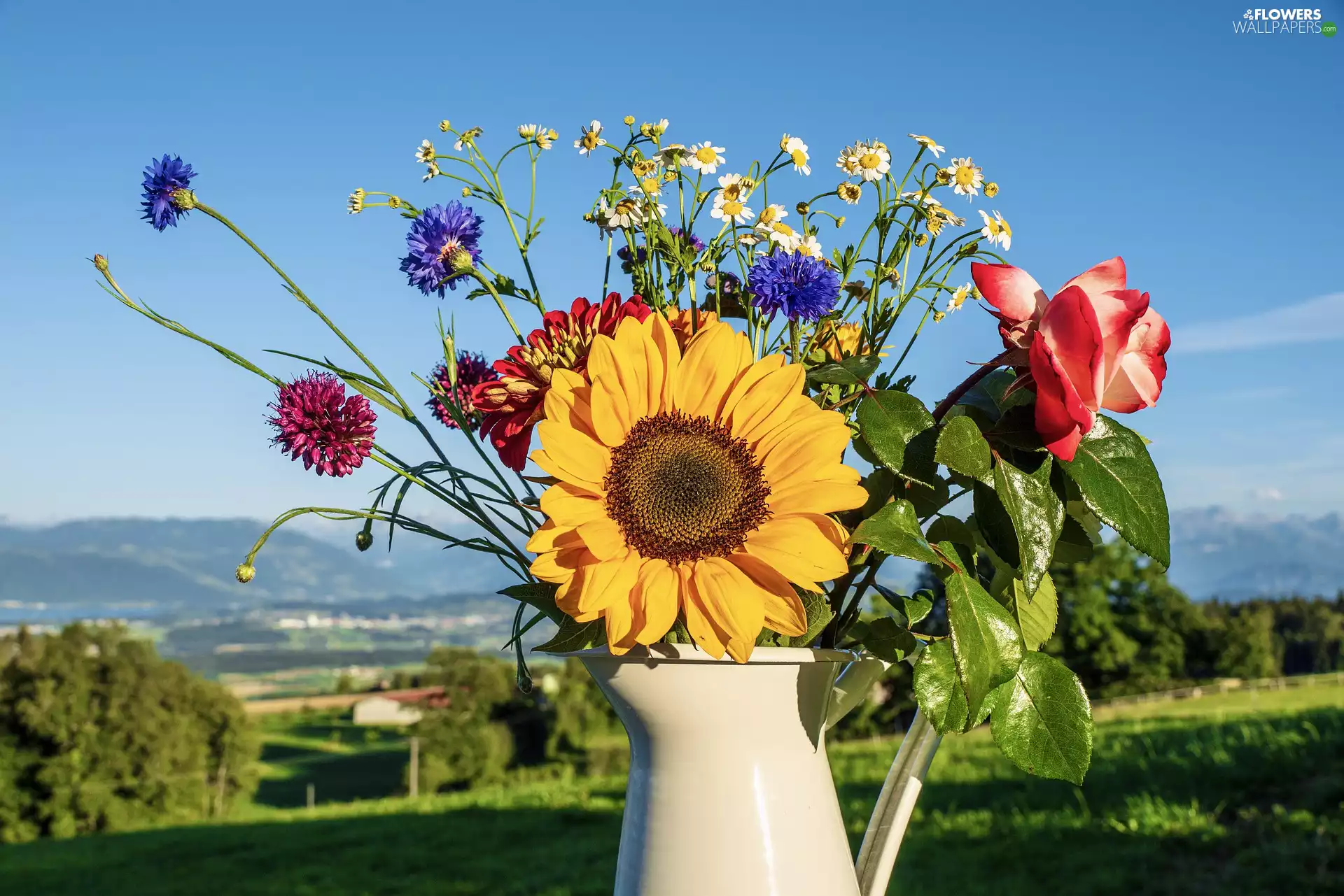 jug, Sky, Sunflower, rose, Bouquet of Flowers