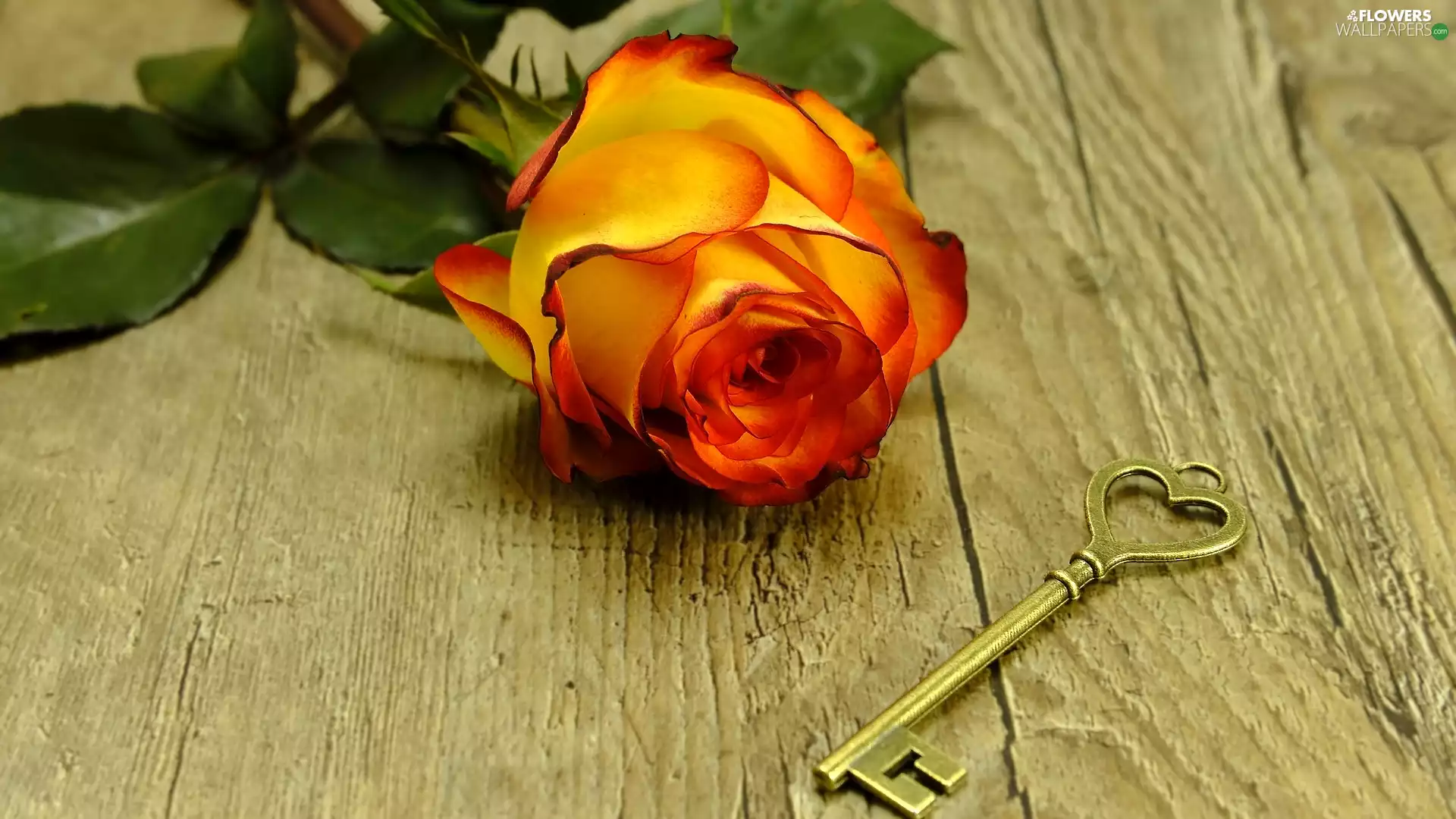 tea, bud, Key, rose