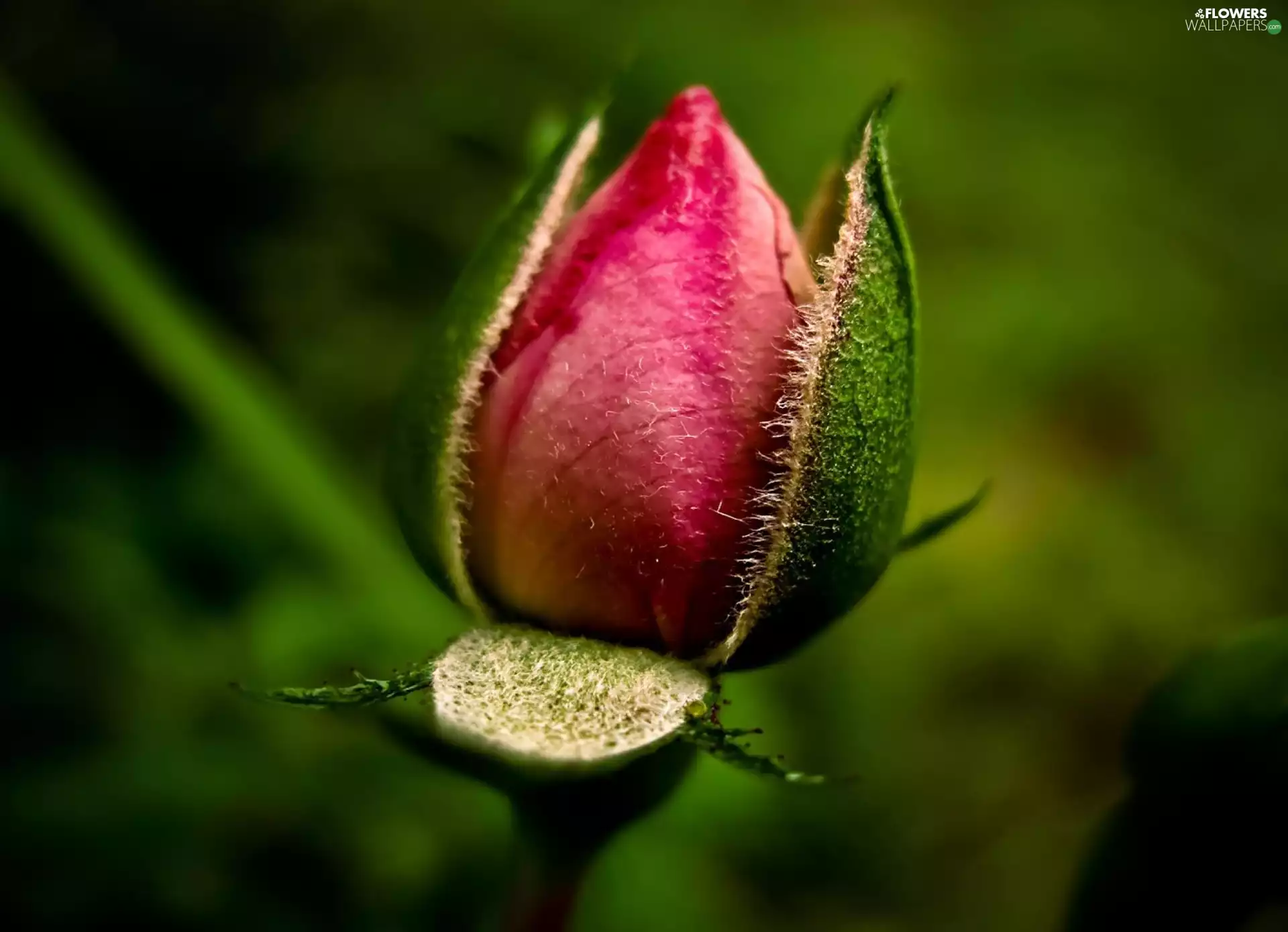 rose, developing, themselves