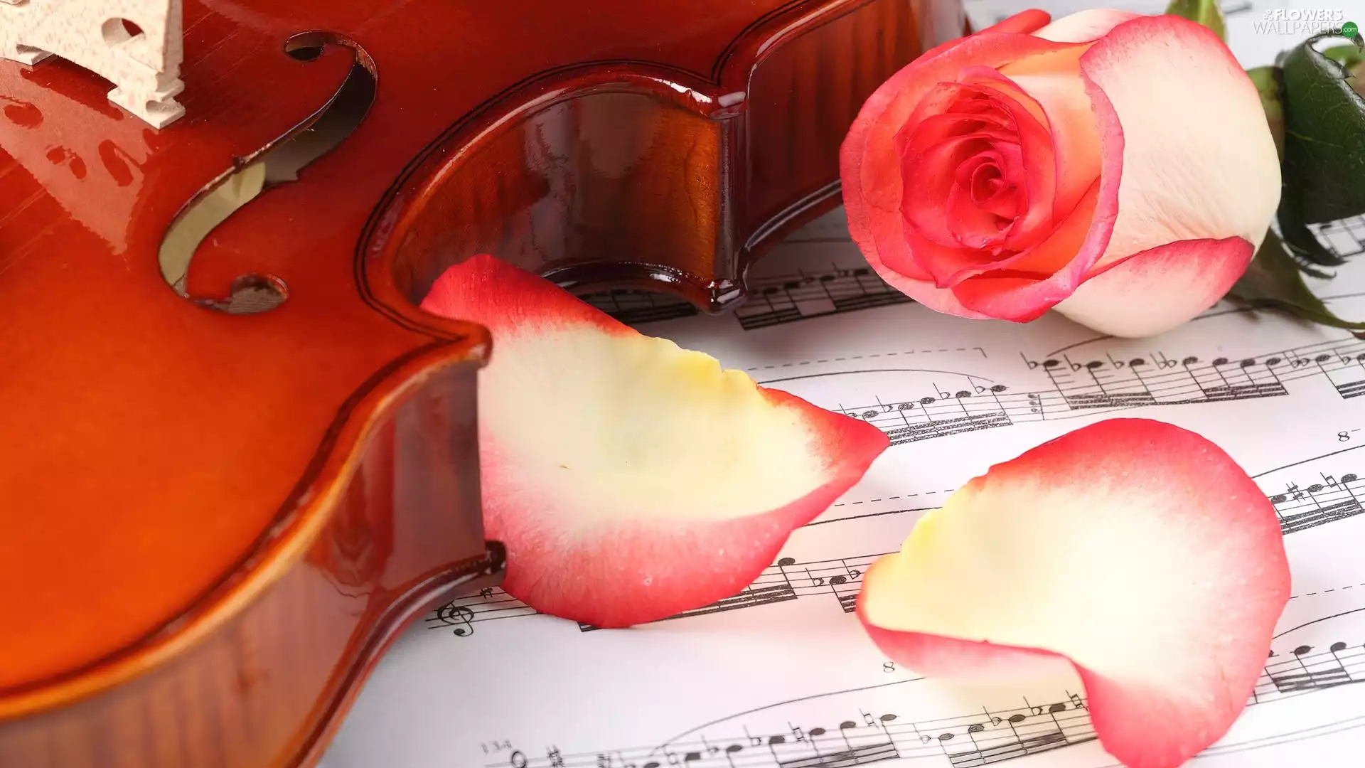 rose, violin, Tunes