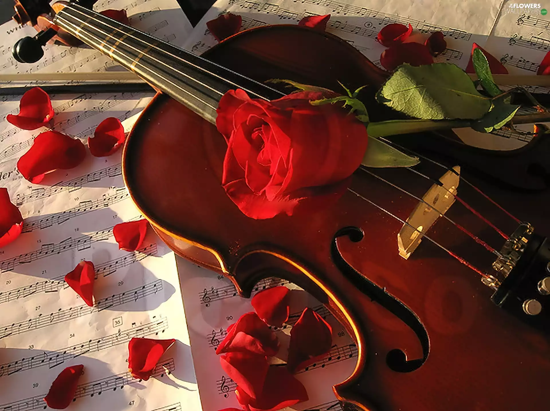 rose, violin, Tunes