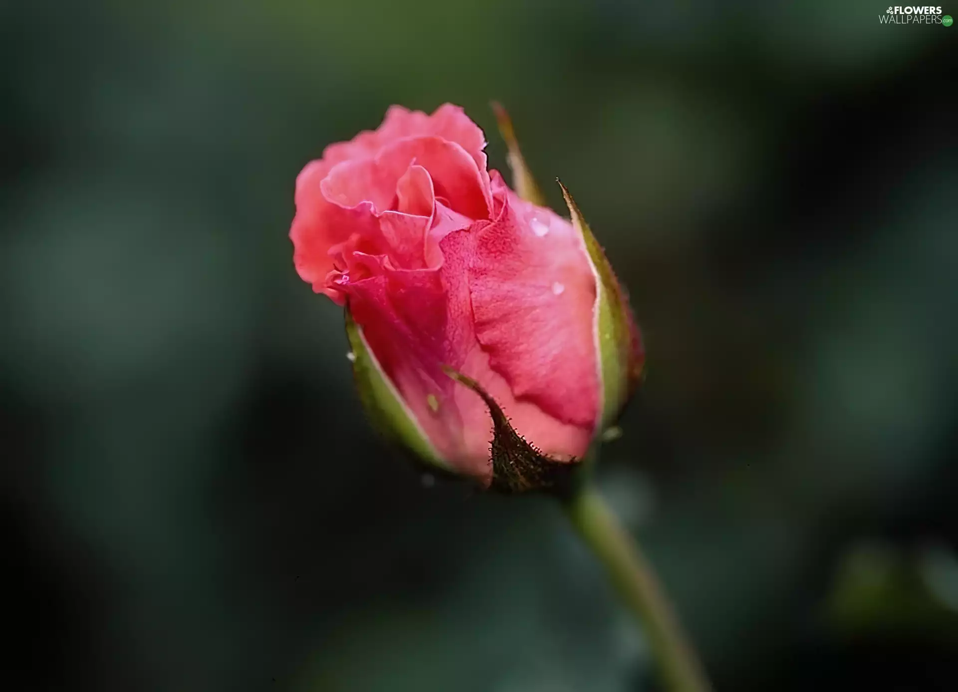 rose, Pink, undeveloped