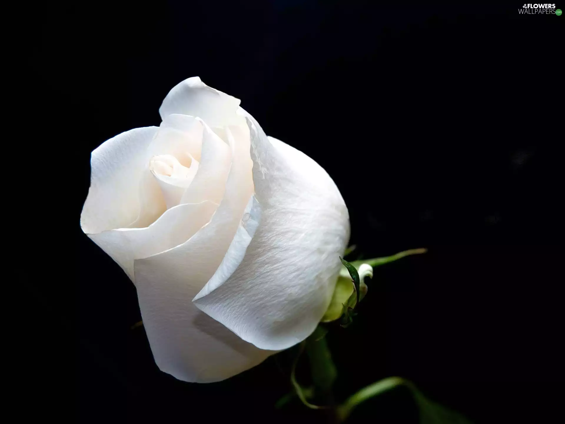 rose, White, undeveloped