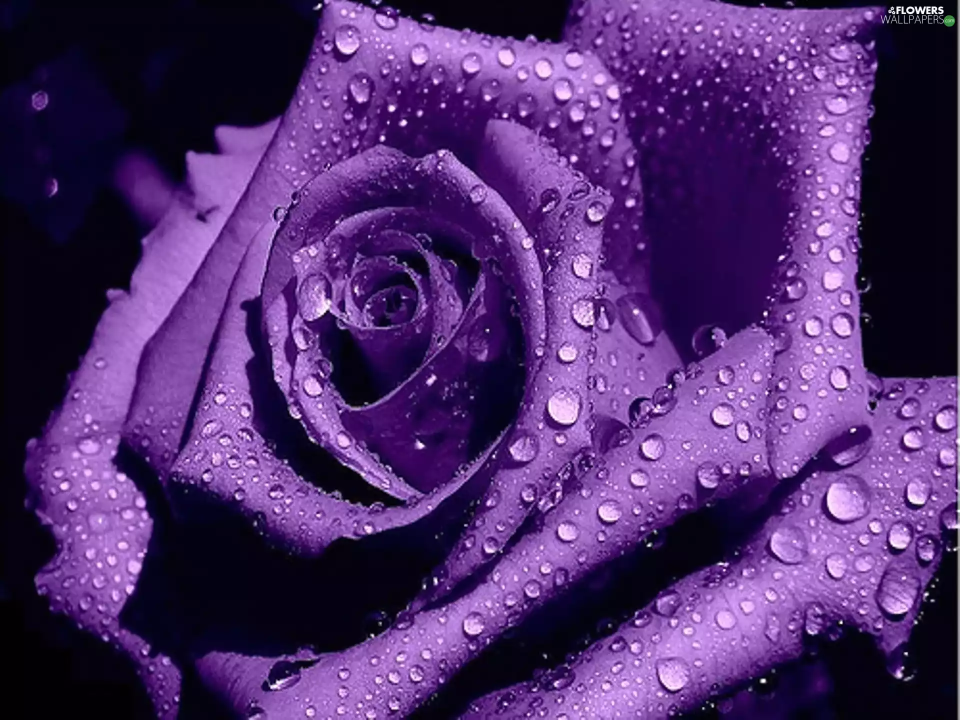 Violet, rose