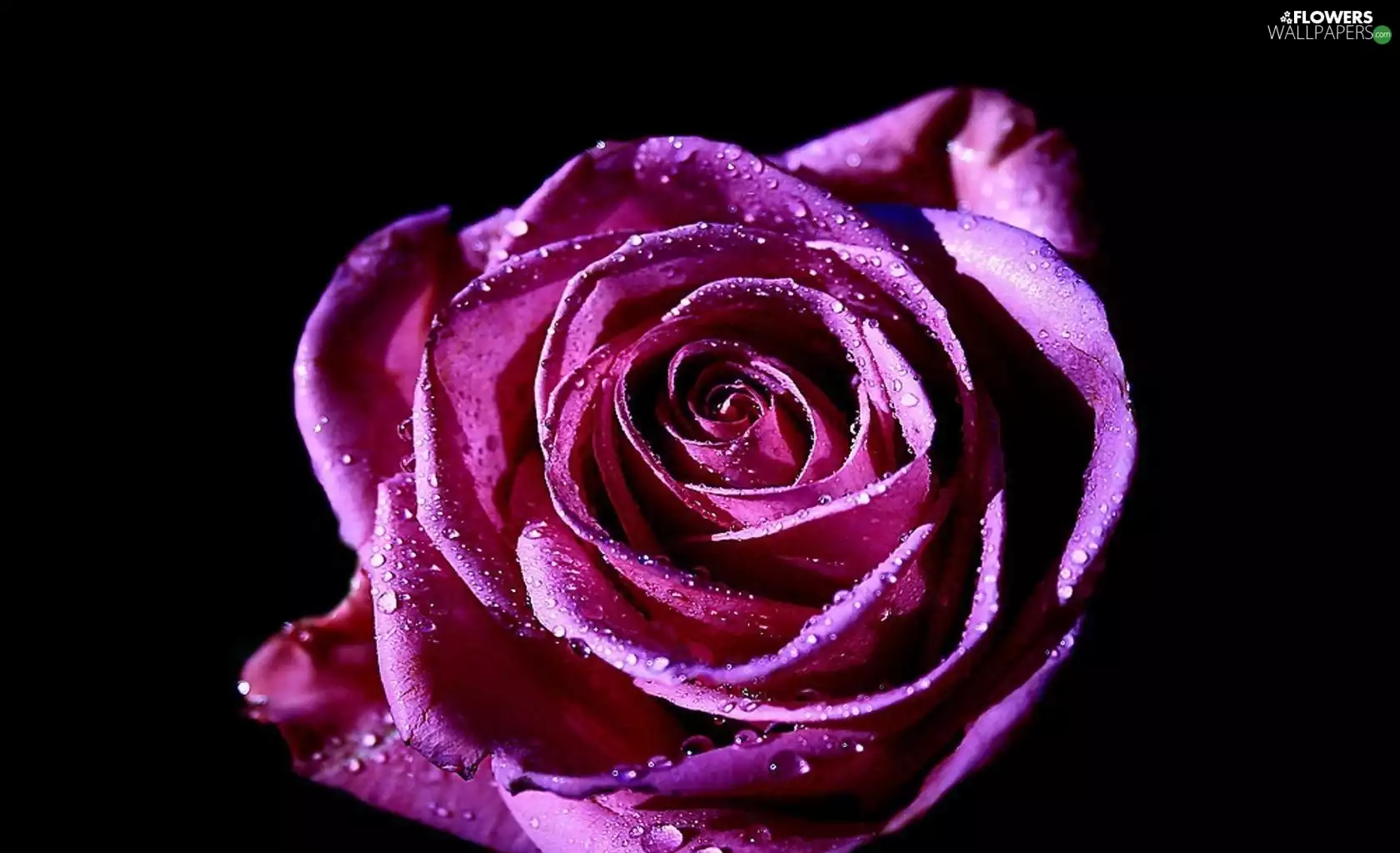 Violet, rose