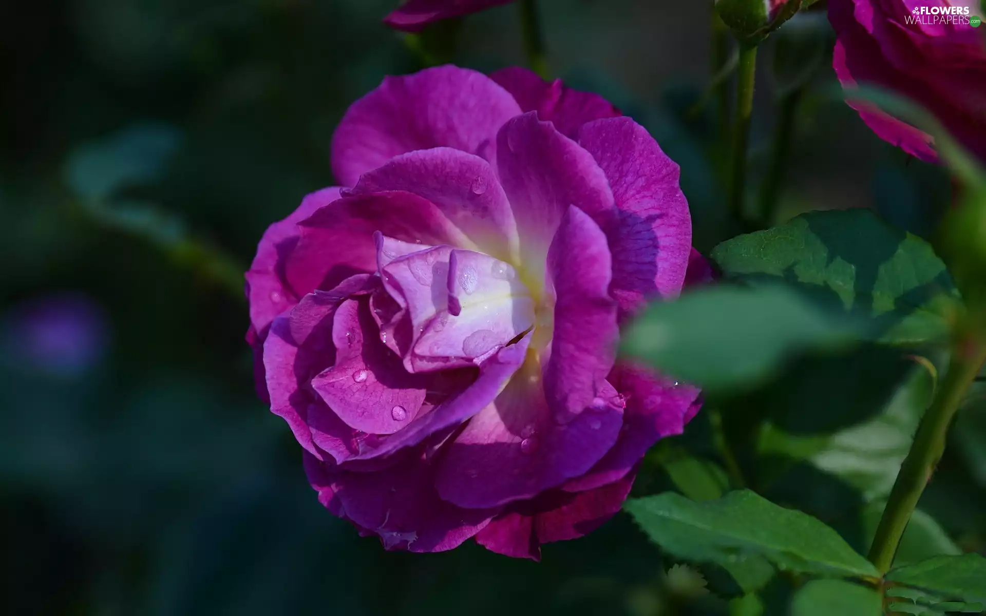 Violet, rose