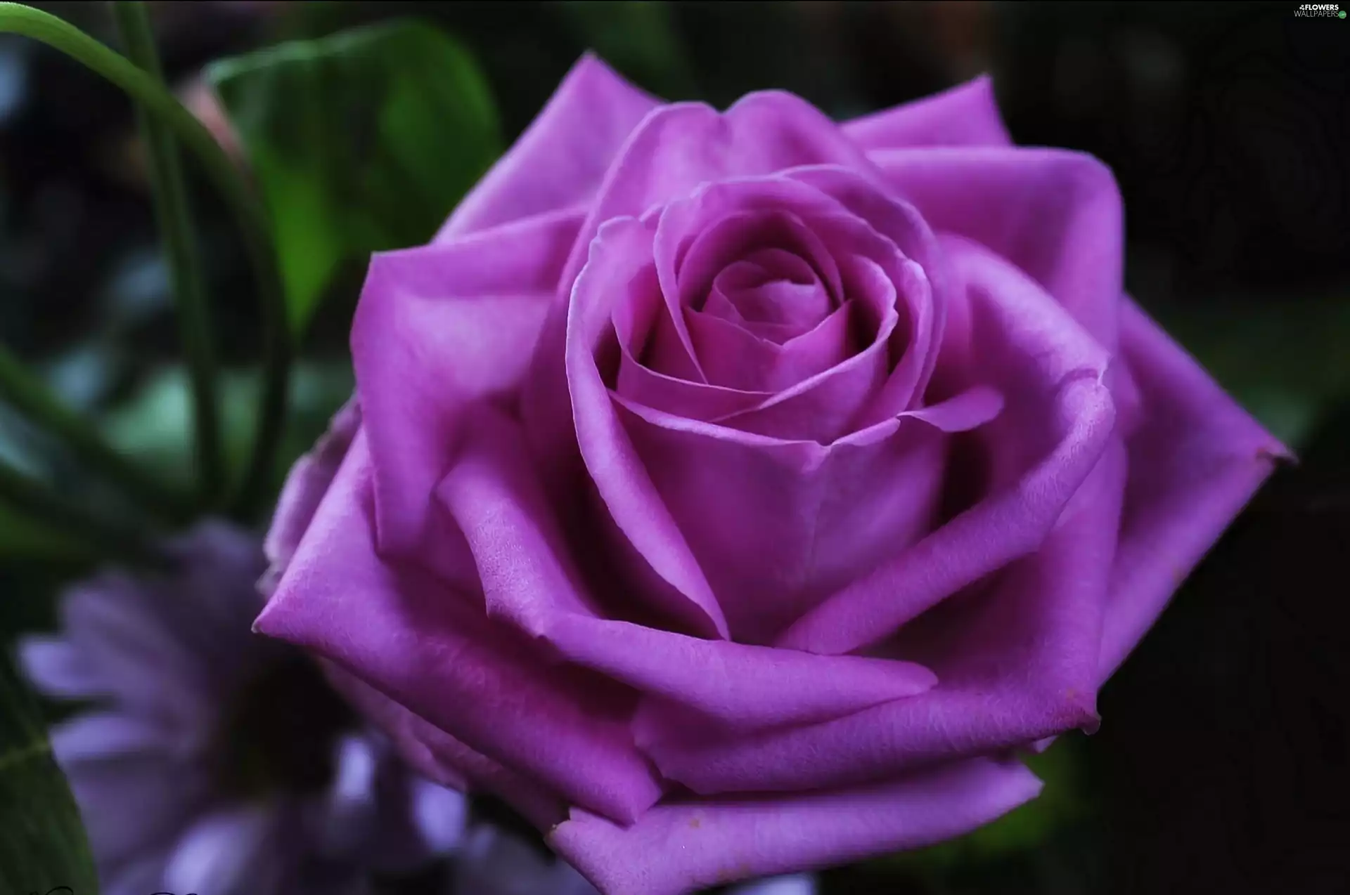 Violet, rose