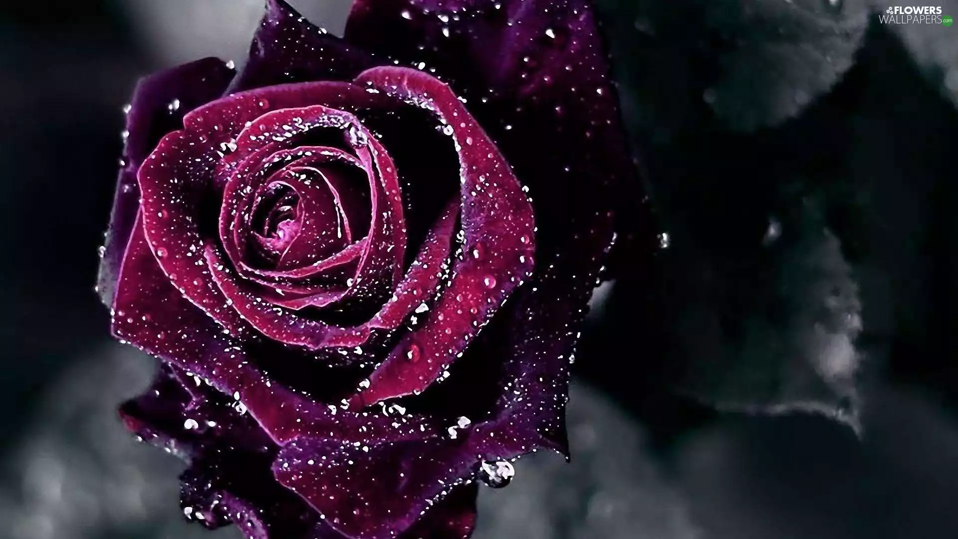 Violet, drops, water, rose