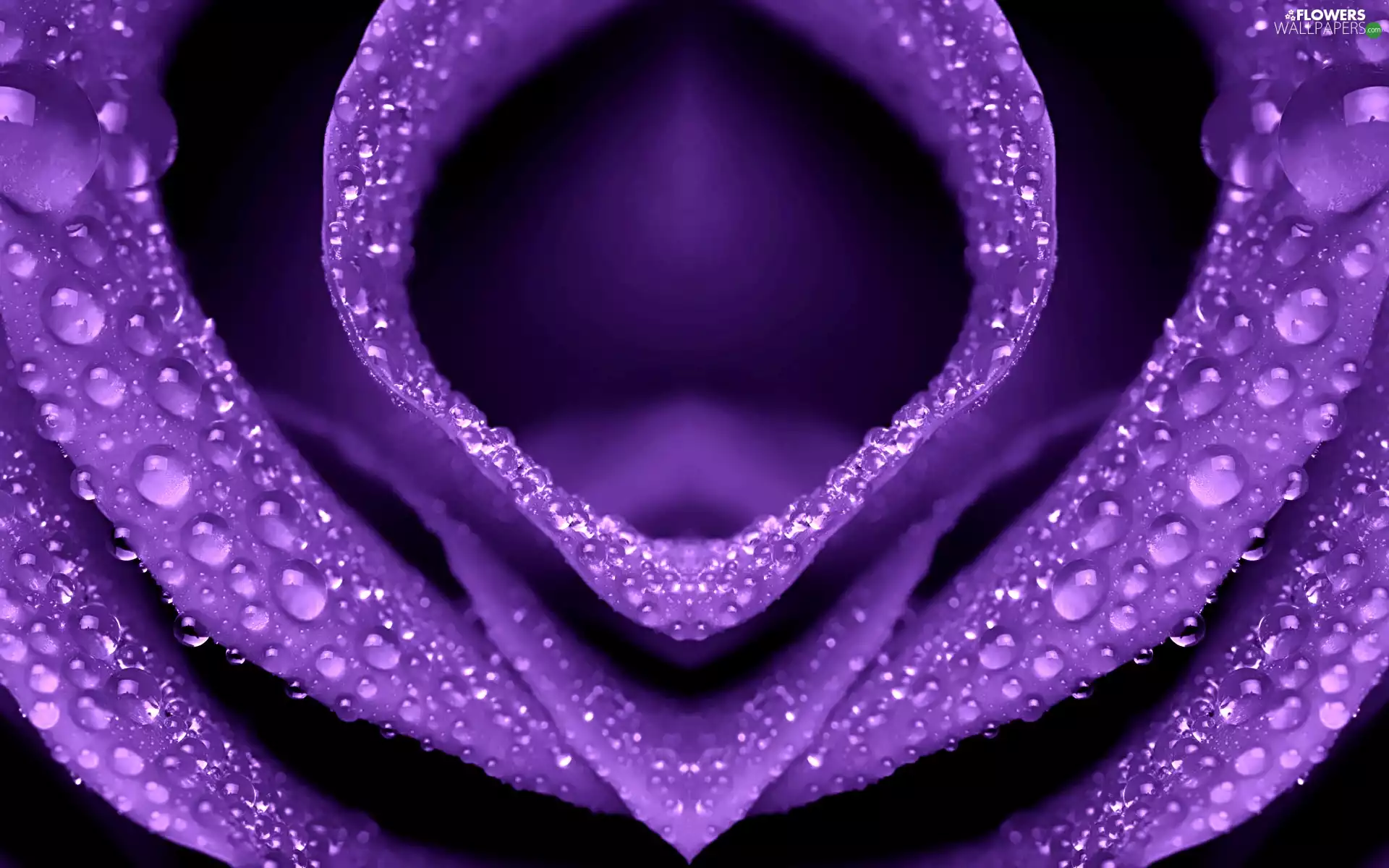 Violet, drops, water, rose