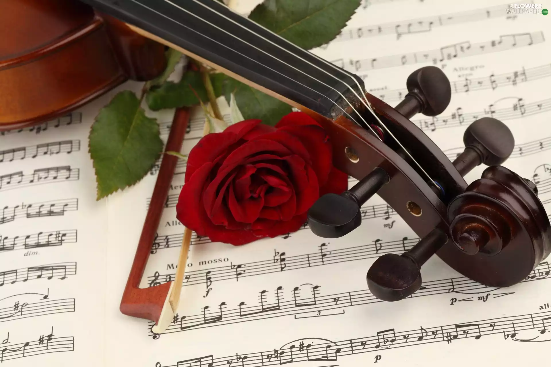 violin, Tunes, rose, bow - Flowers wallpapers: 1920x1280