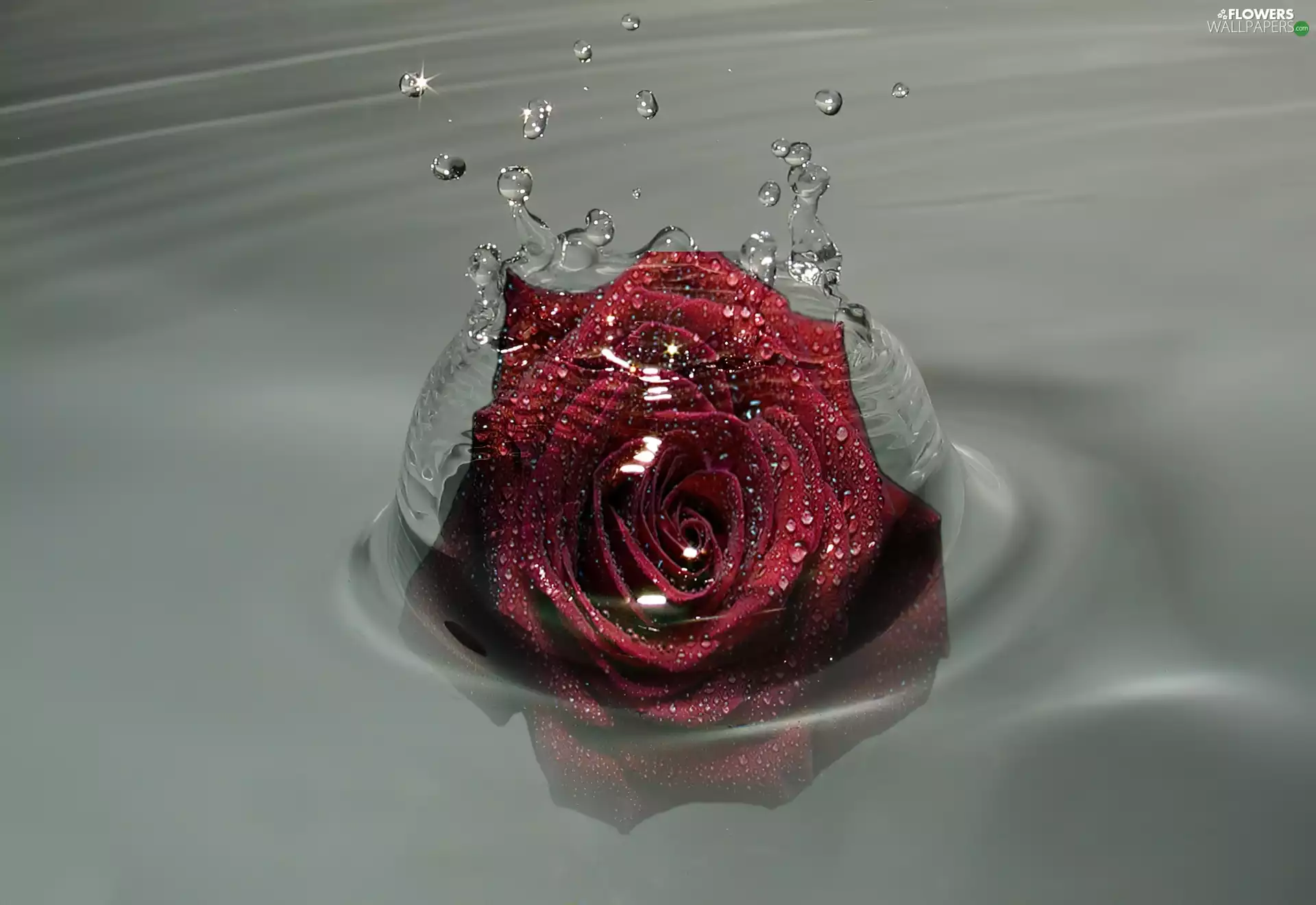 water, red hot, rose