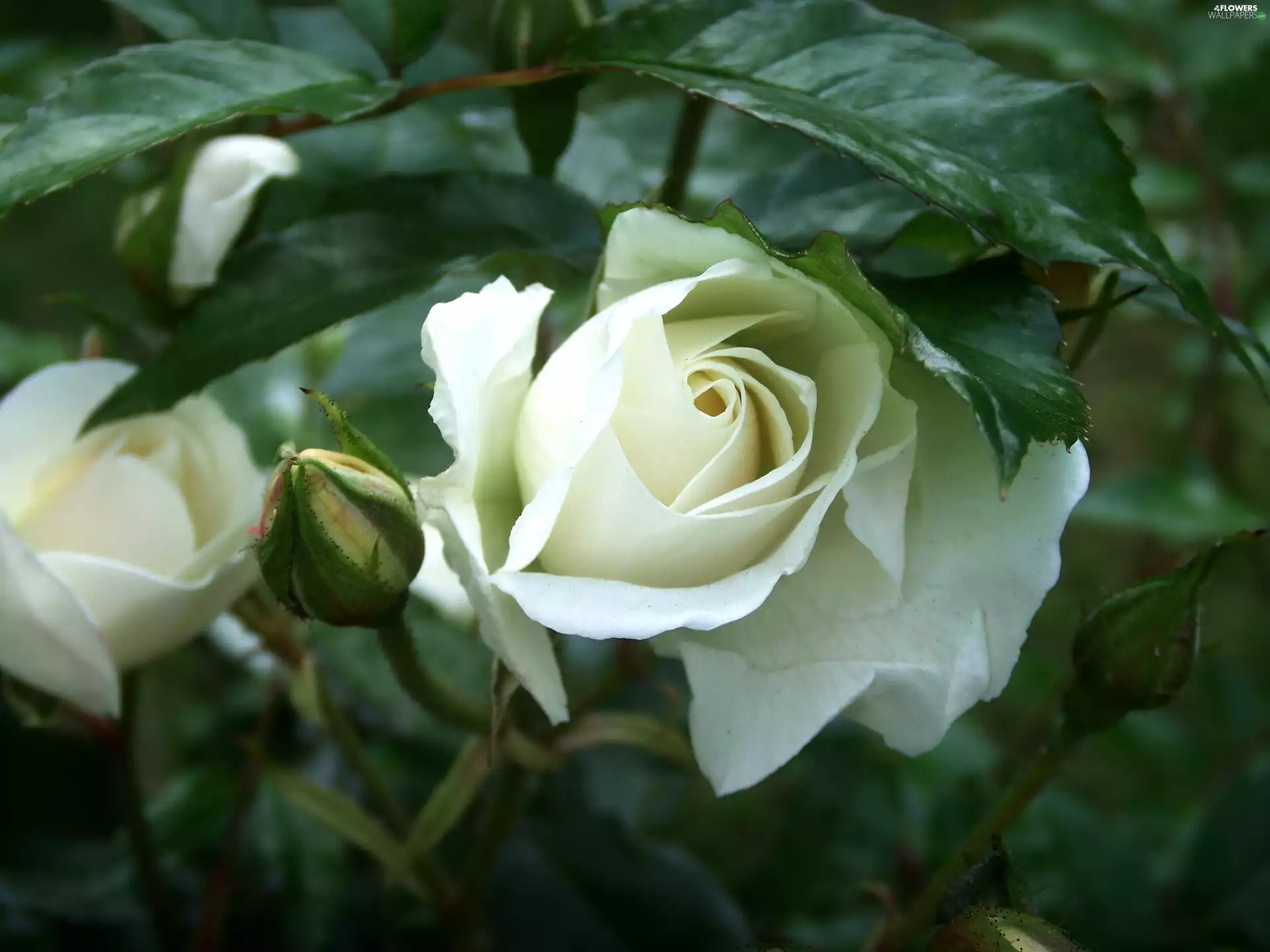 White, rose