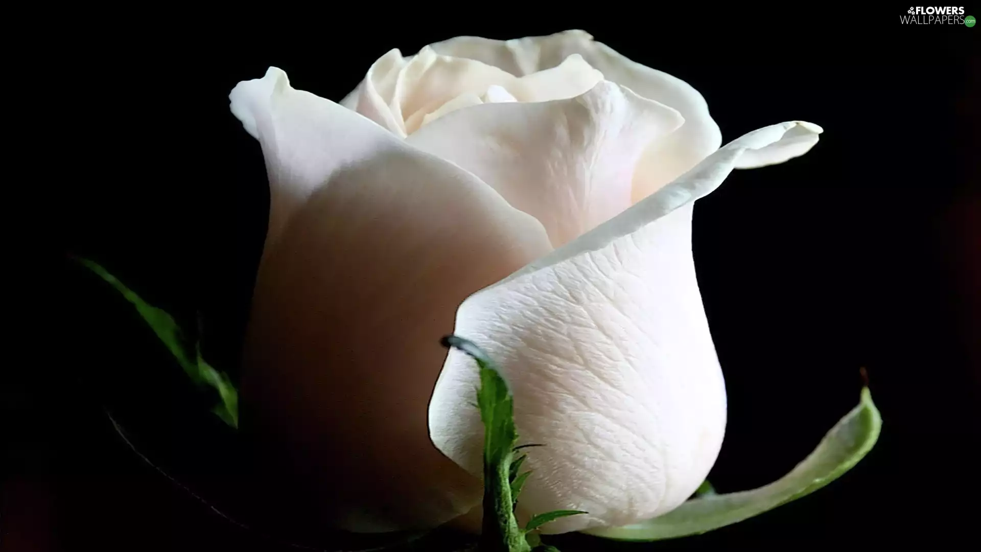 White, rose