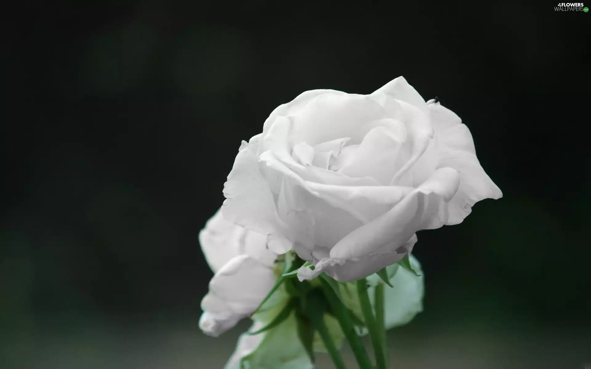 White, rose