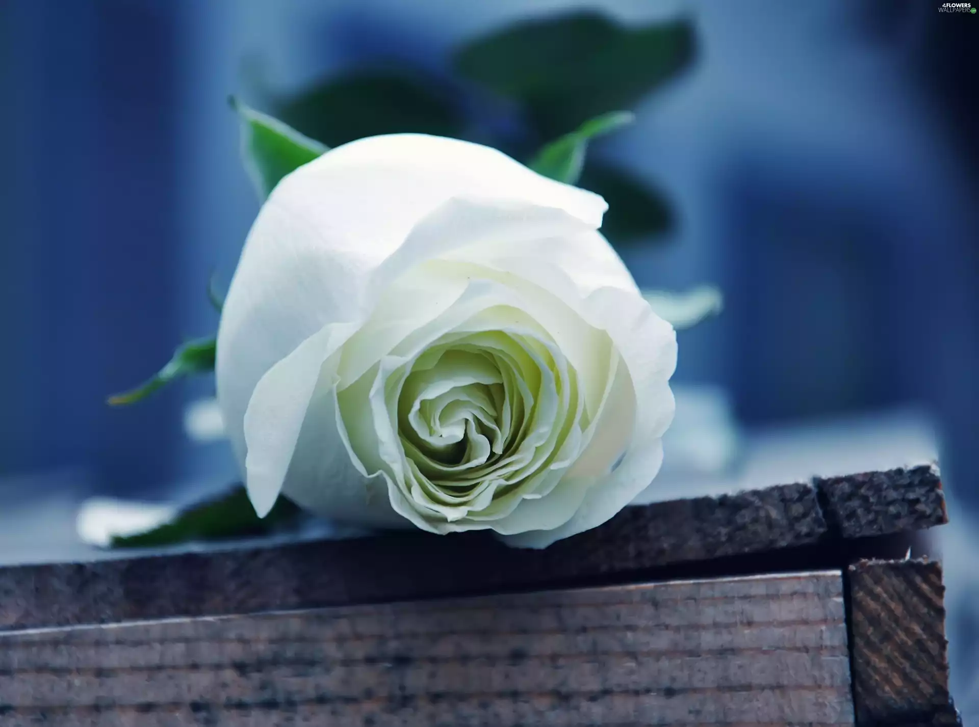 rose, Beauty, White