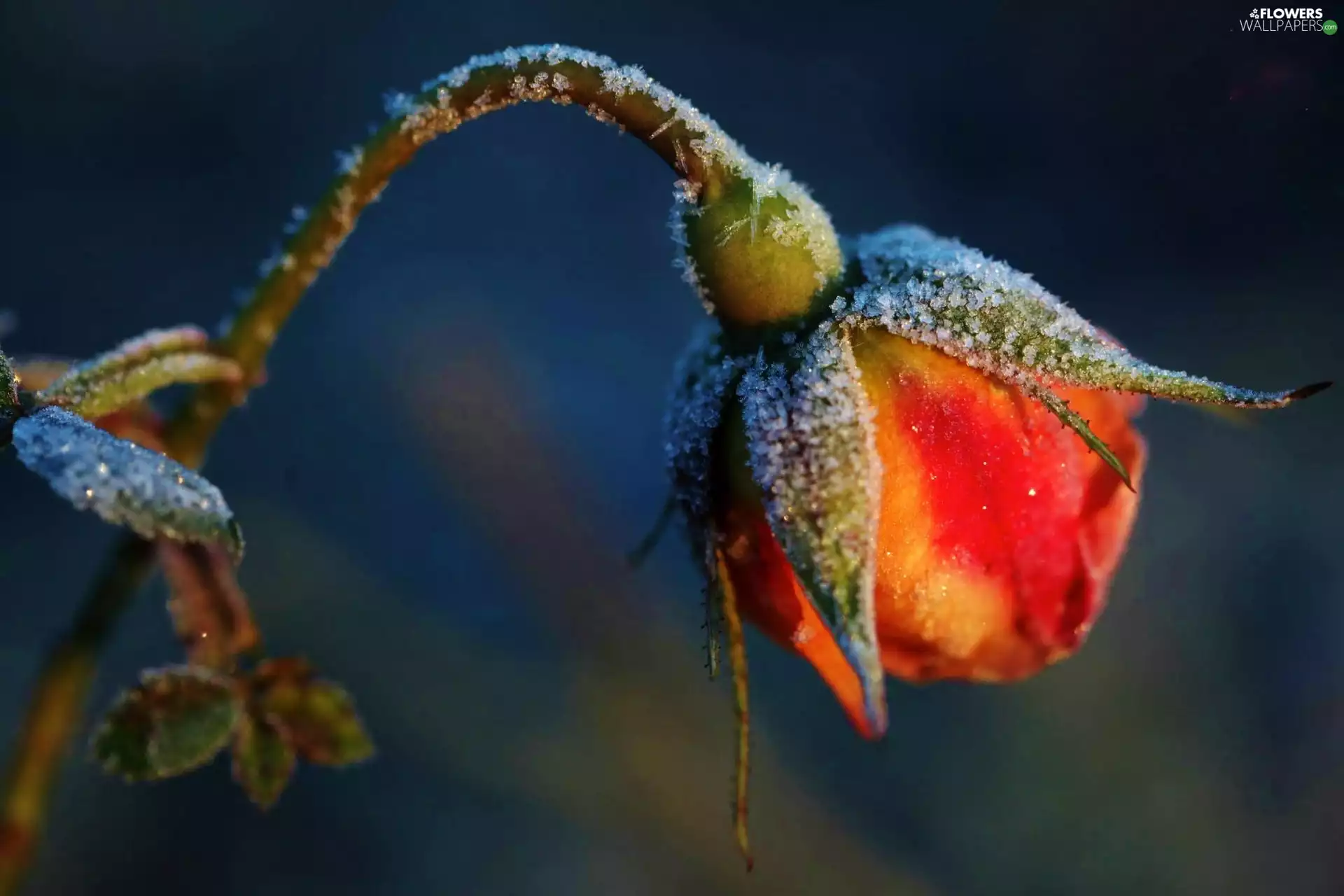 White frost, bud, rose