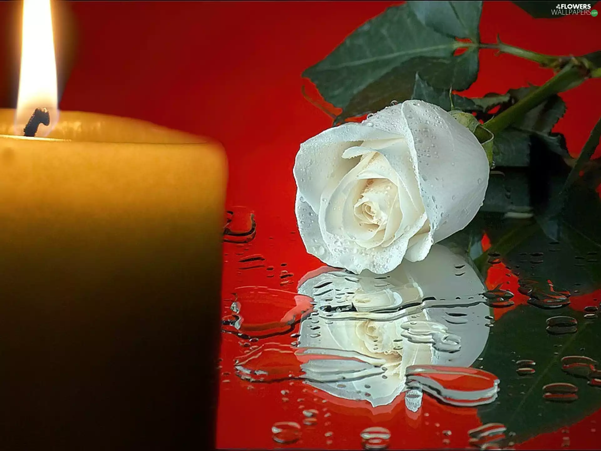 White, drops, candle, rose