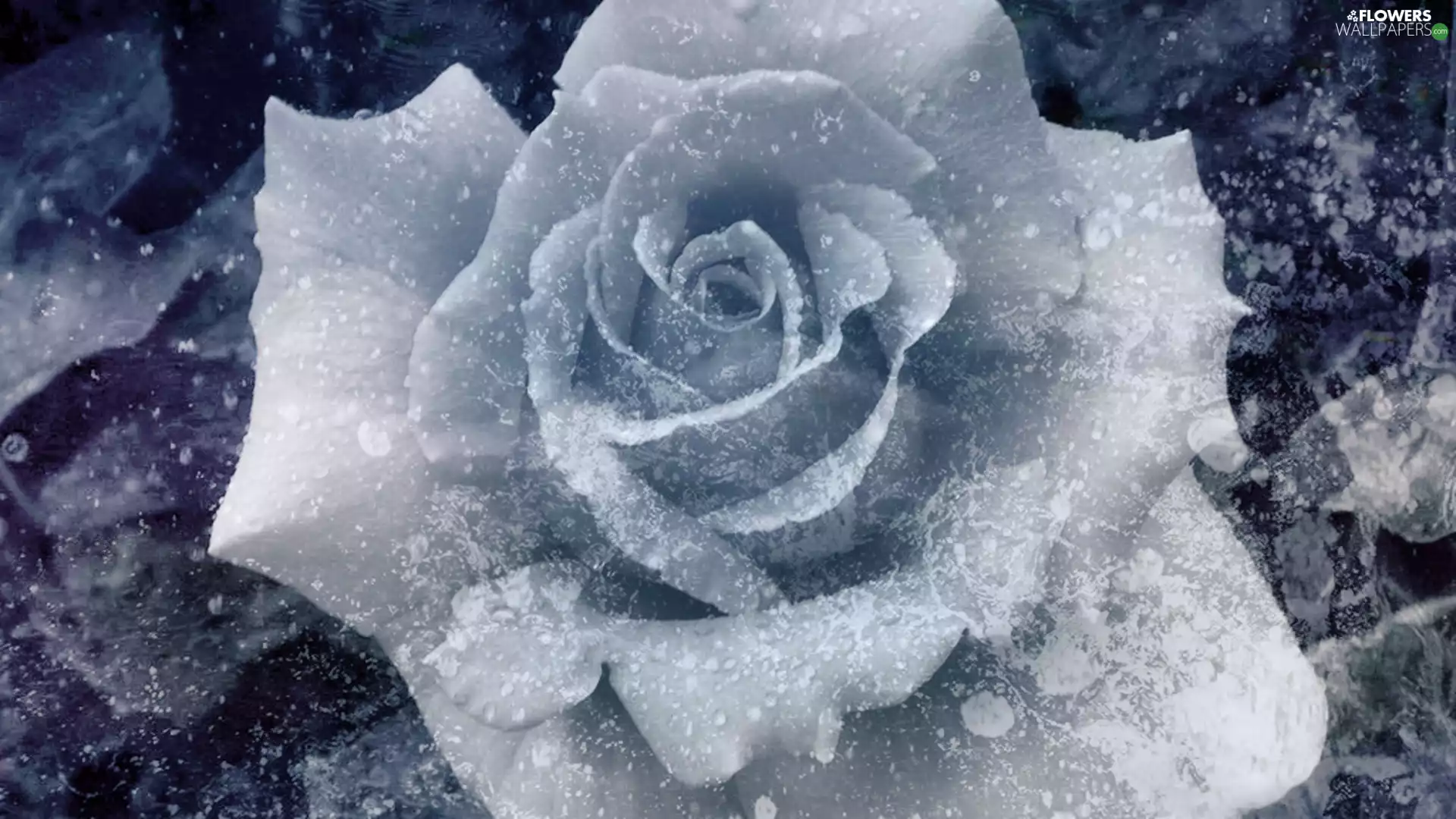 rose, frozen, White