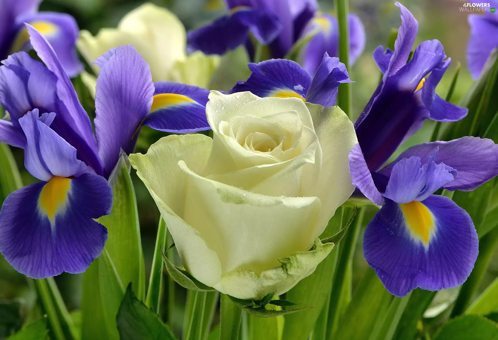 White, purple, Irises, rose