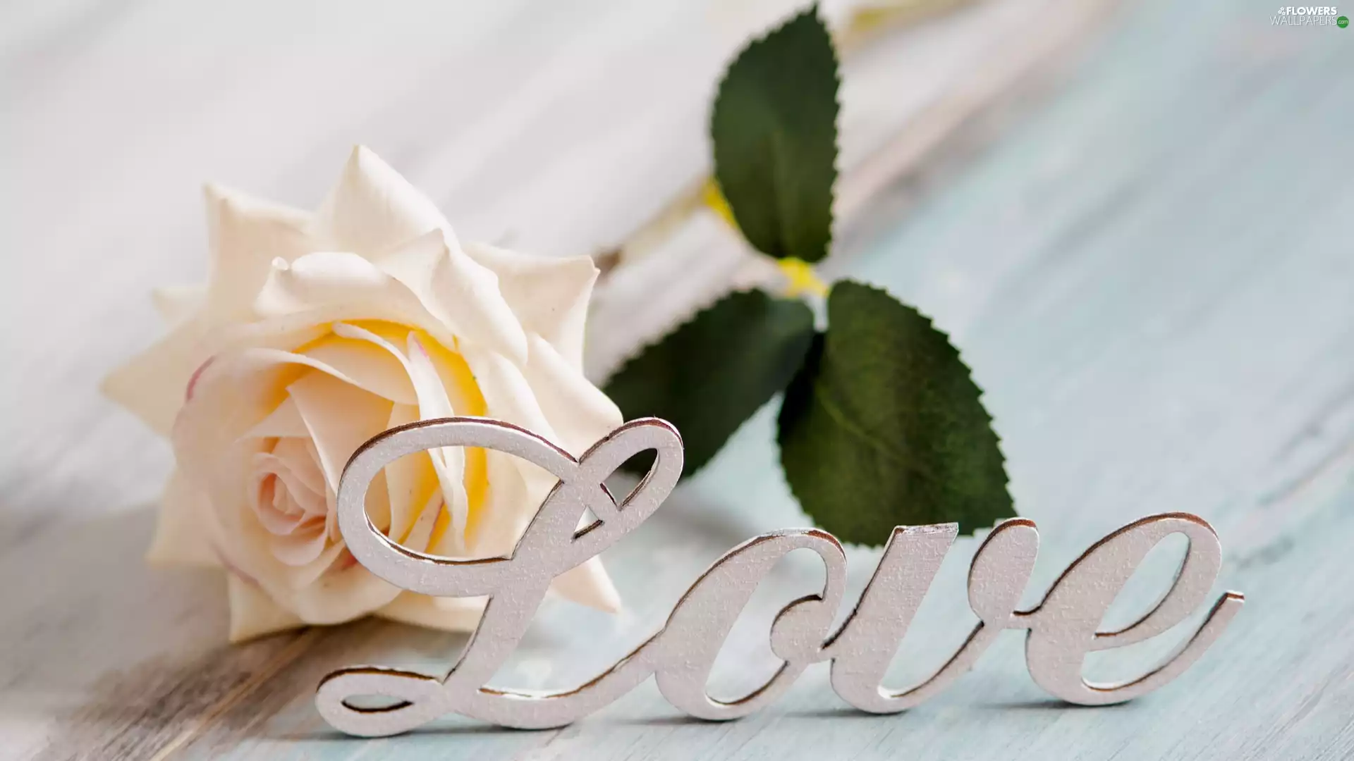 White, text, LOVE, rose