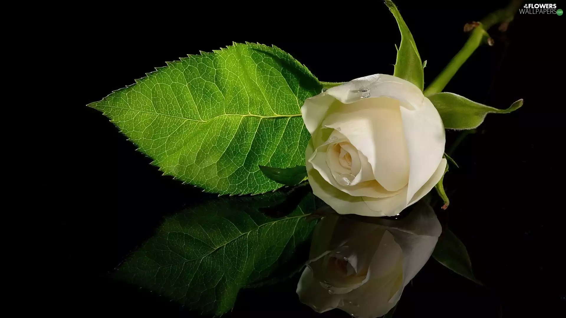 White, reflection, Mirror, rose