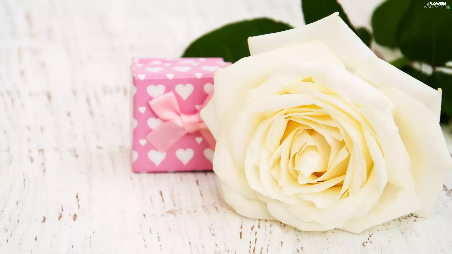 White, Box, Present, rose