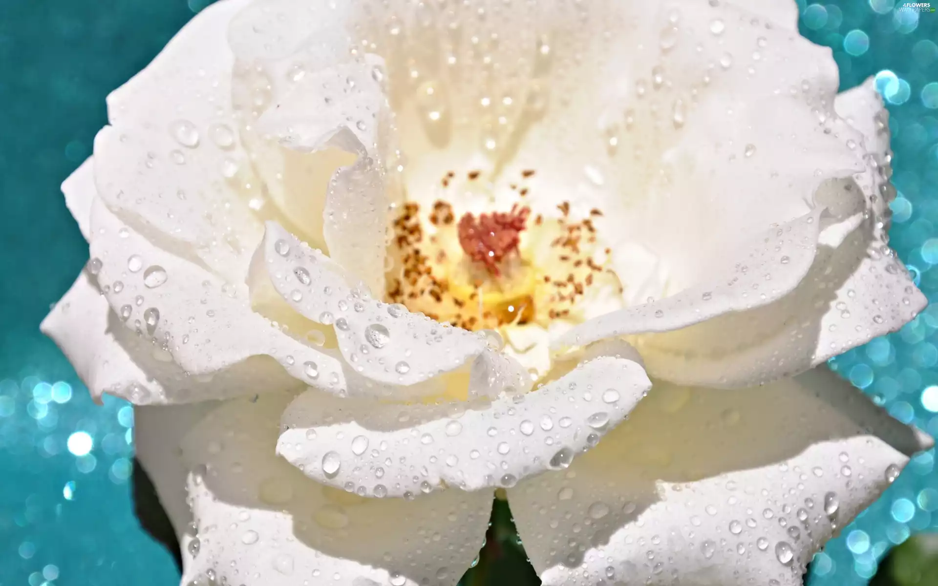 White, drops, Rosy, rose