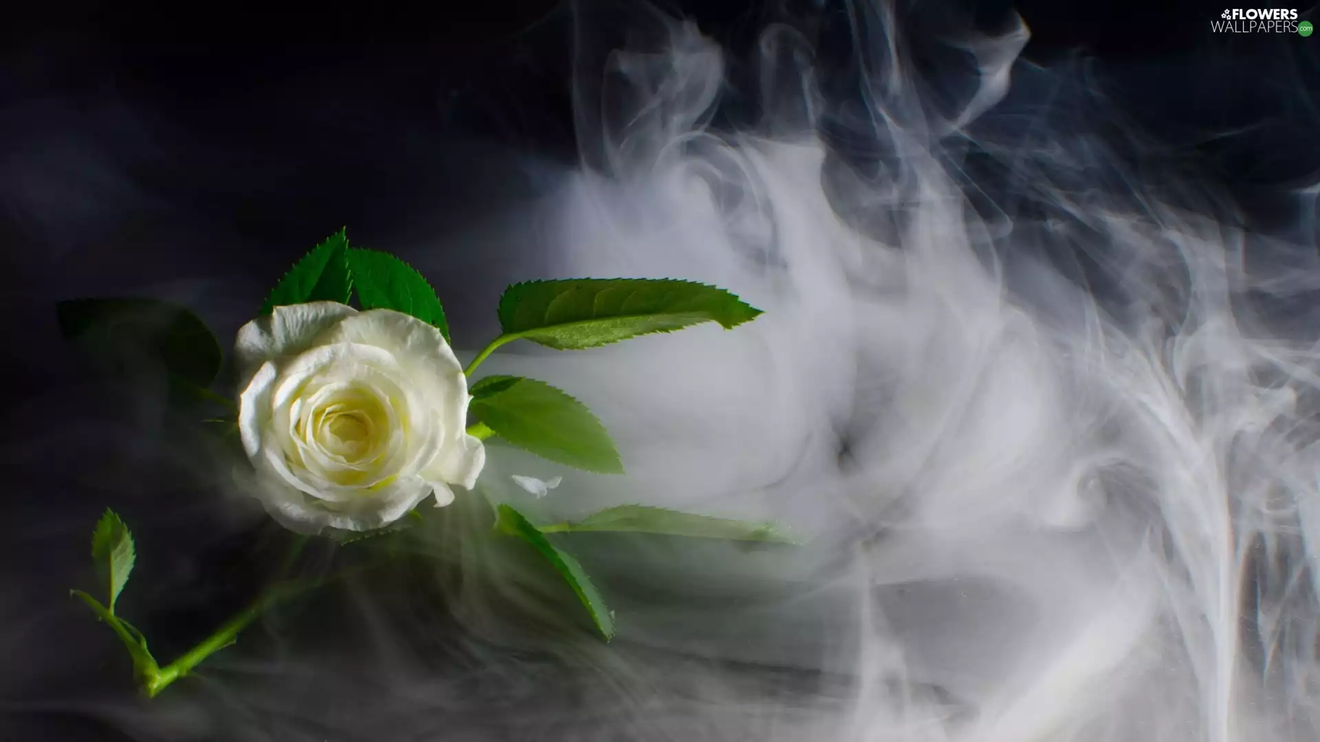 White, Leaf, smoke, rose