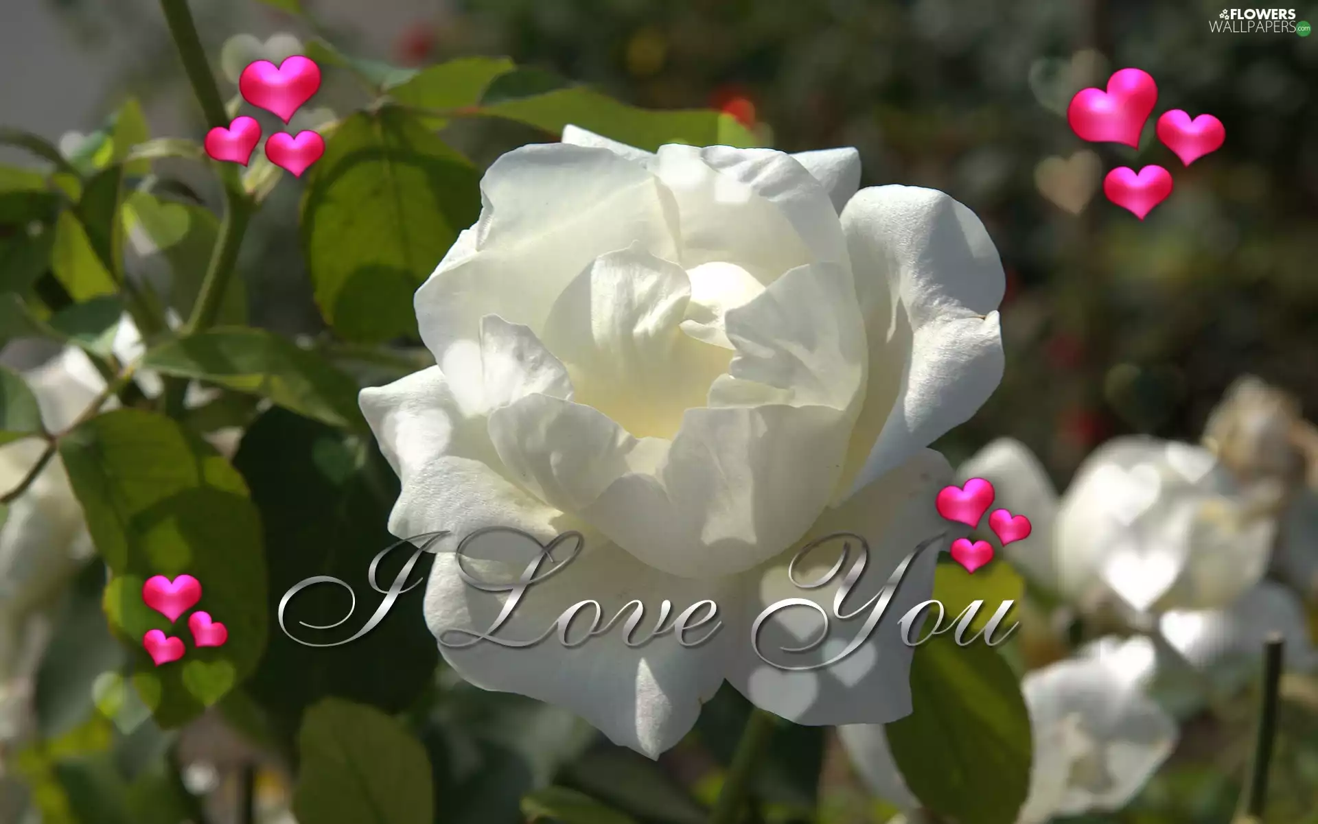White, hearts, text, rose