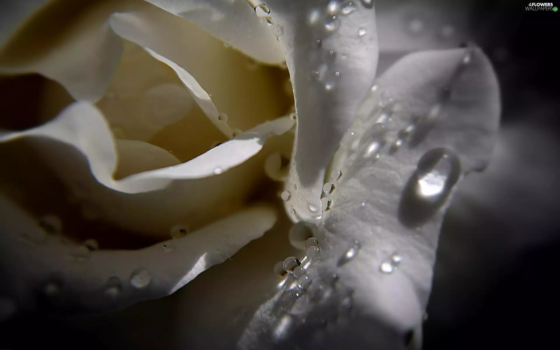 White, drops, water, rose