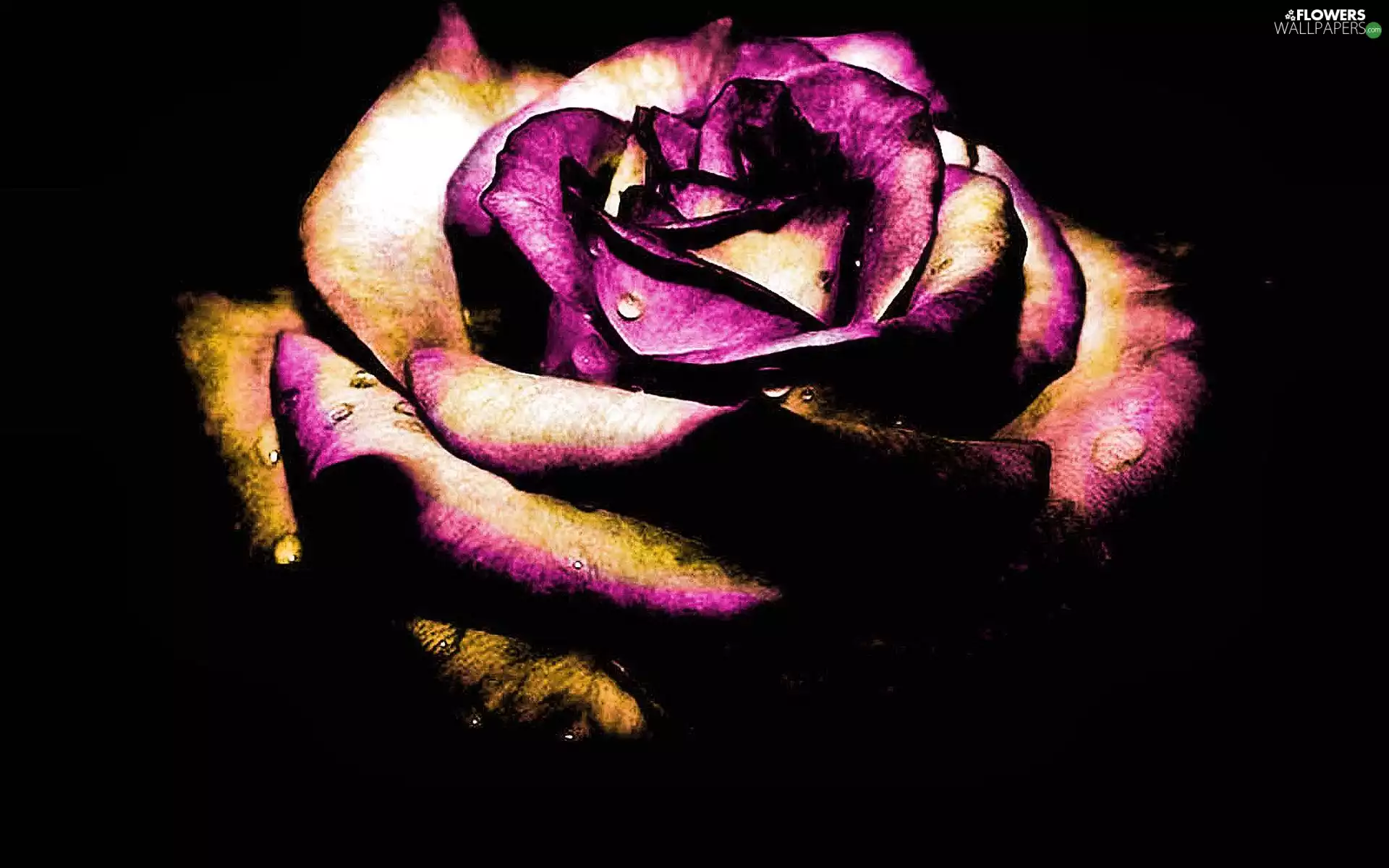 withering, rose