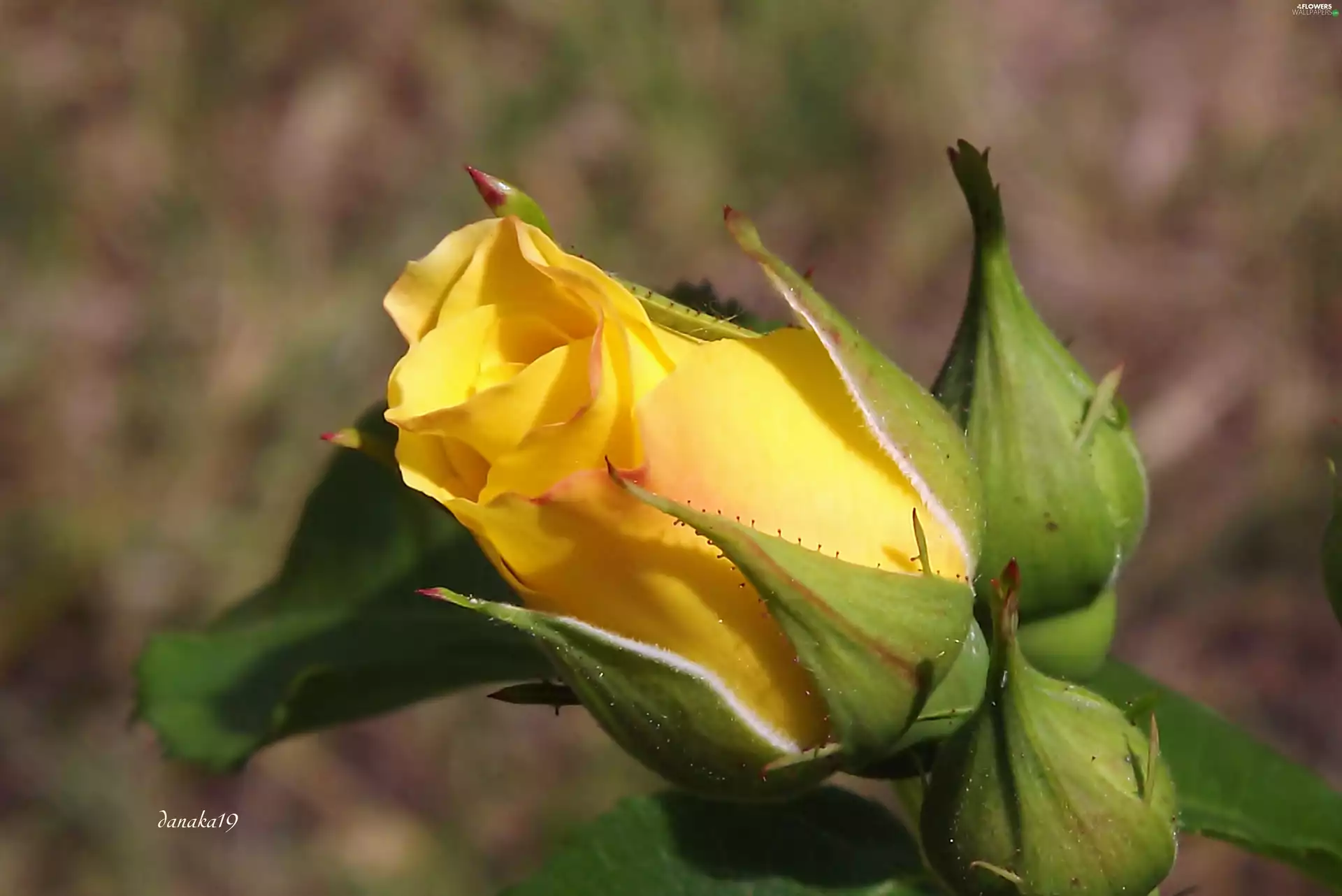 rose, doughnut, yellow