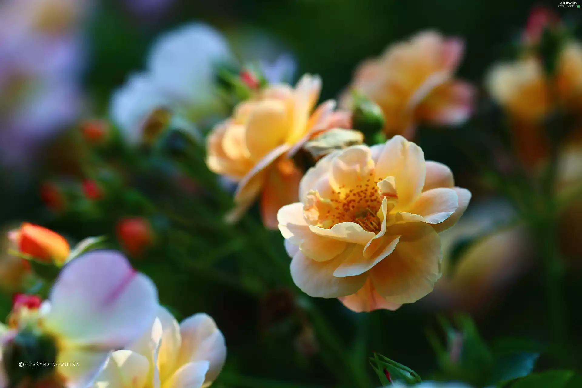 Colourfull Flowers, Yellow Honda, rose