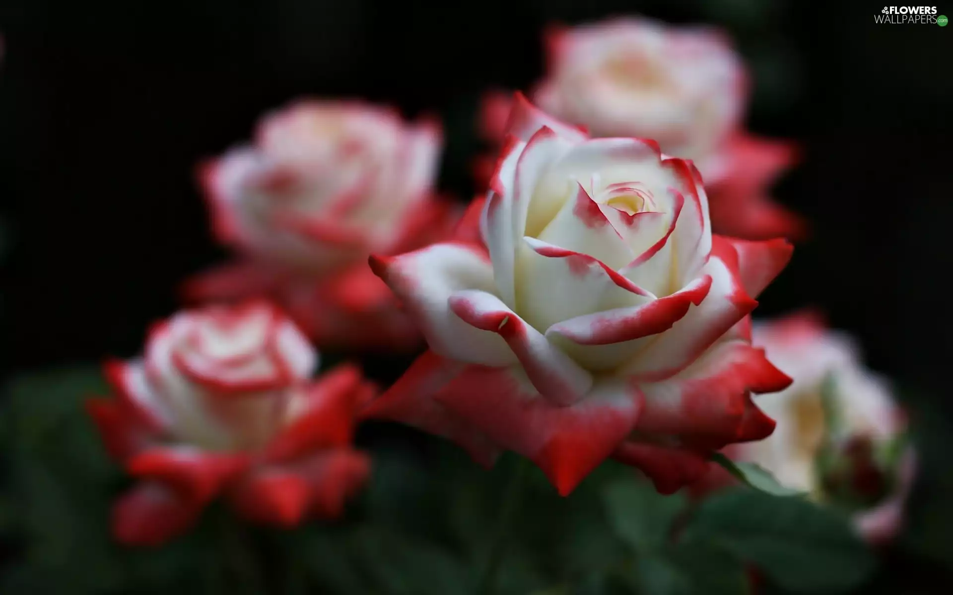 White and Red, roses