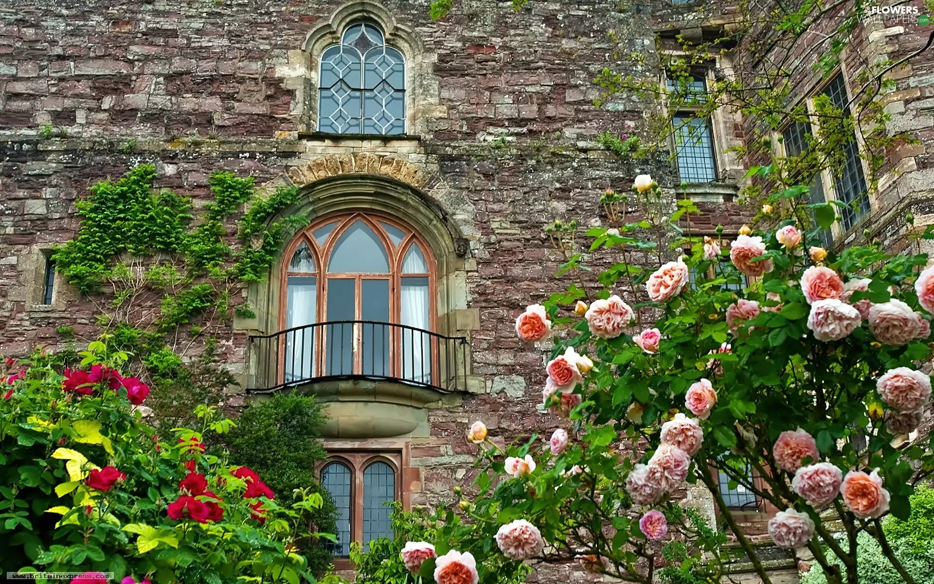 Climbing, roses, Berkeley, fragment, Castle