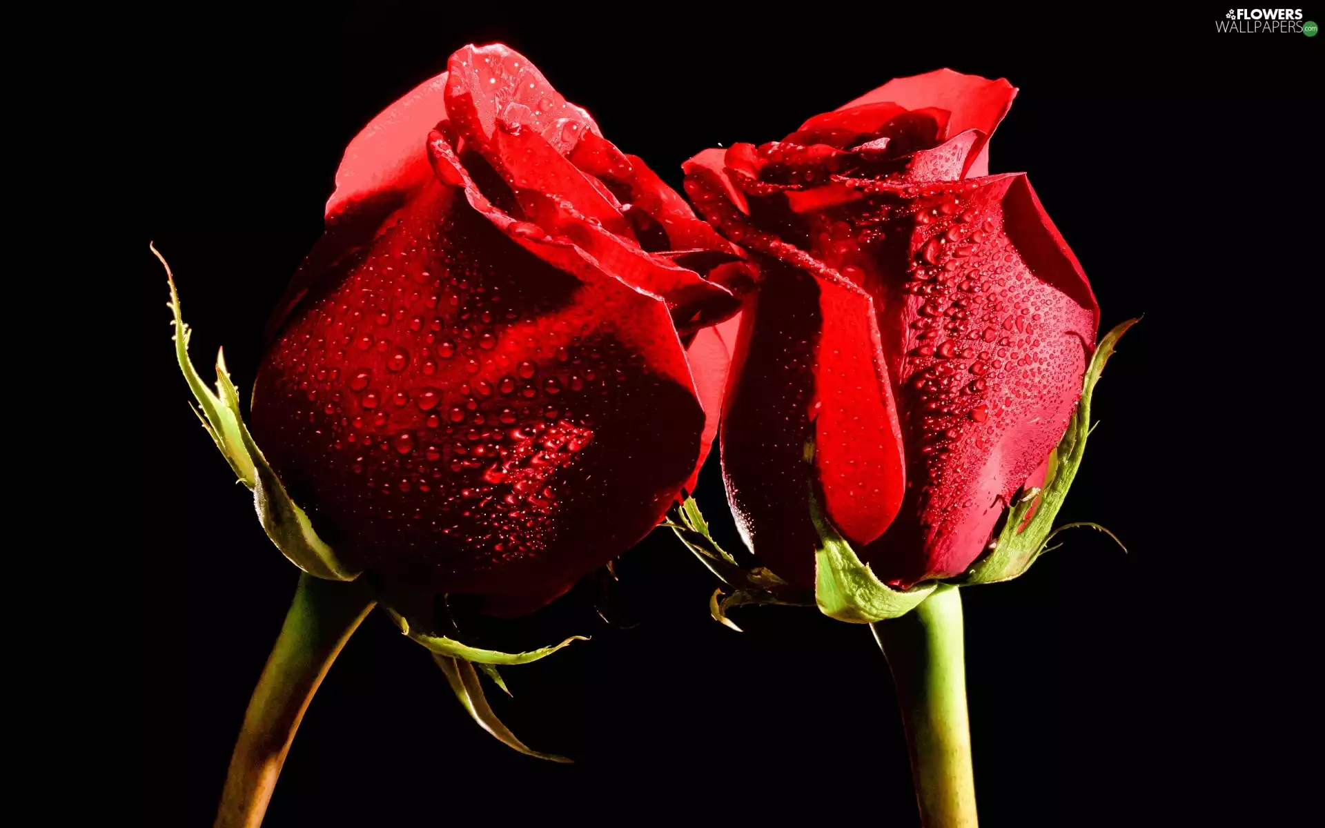 Flowers, roses, Black Background, Red