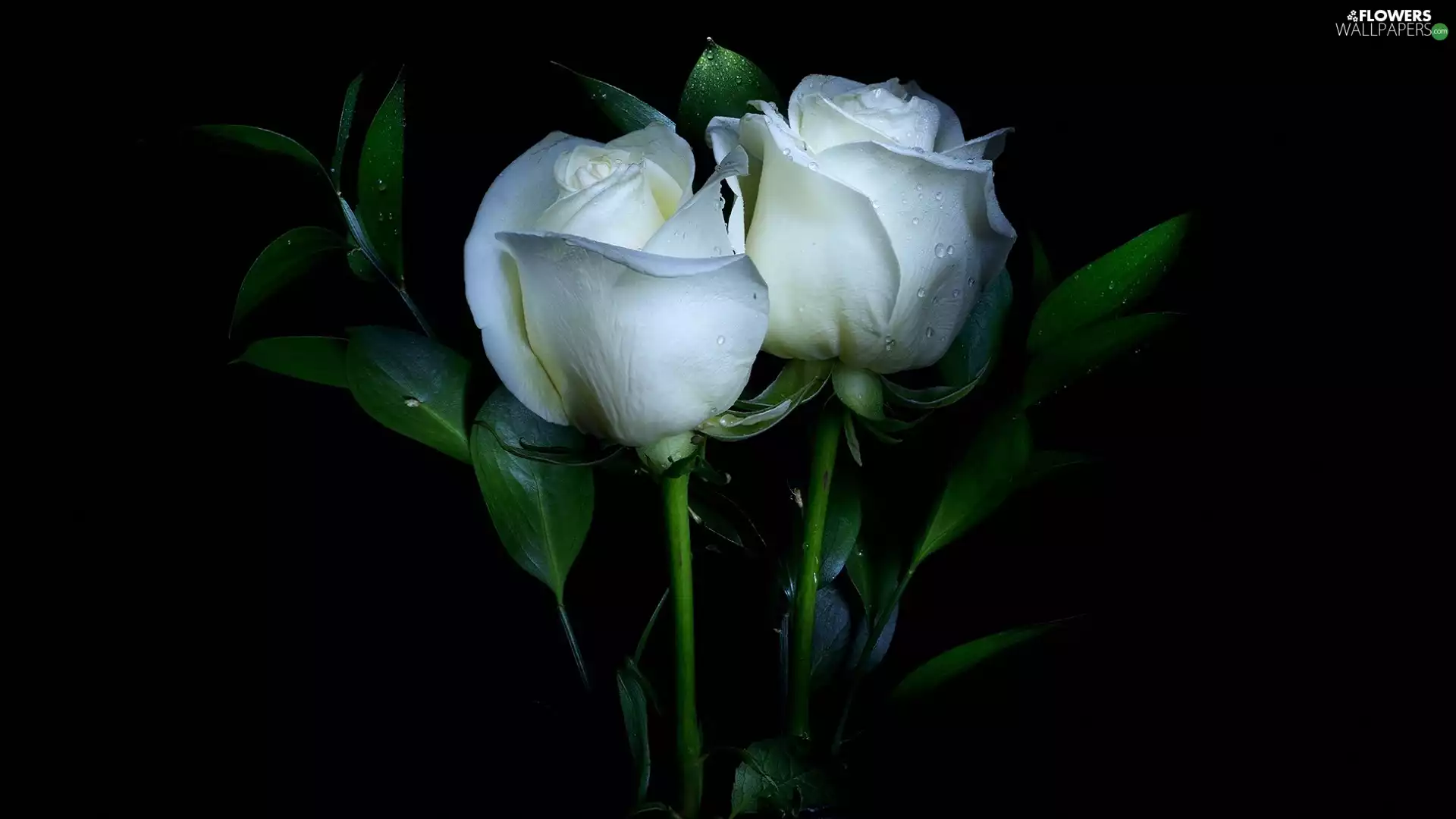Two, roses, black background, White