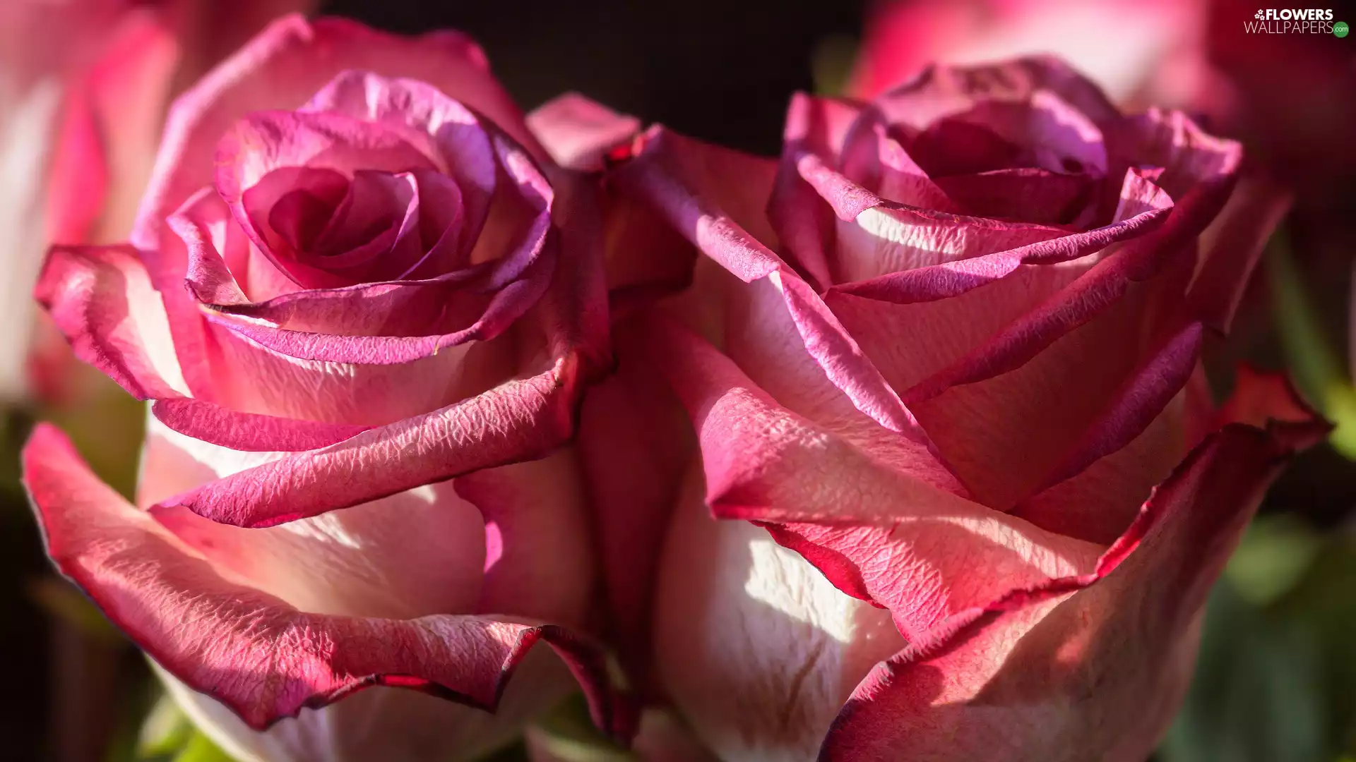 roses, Two, blooming