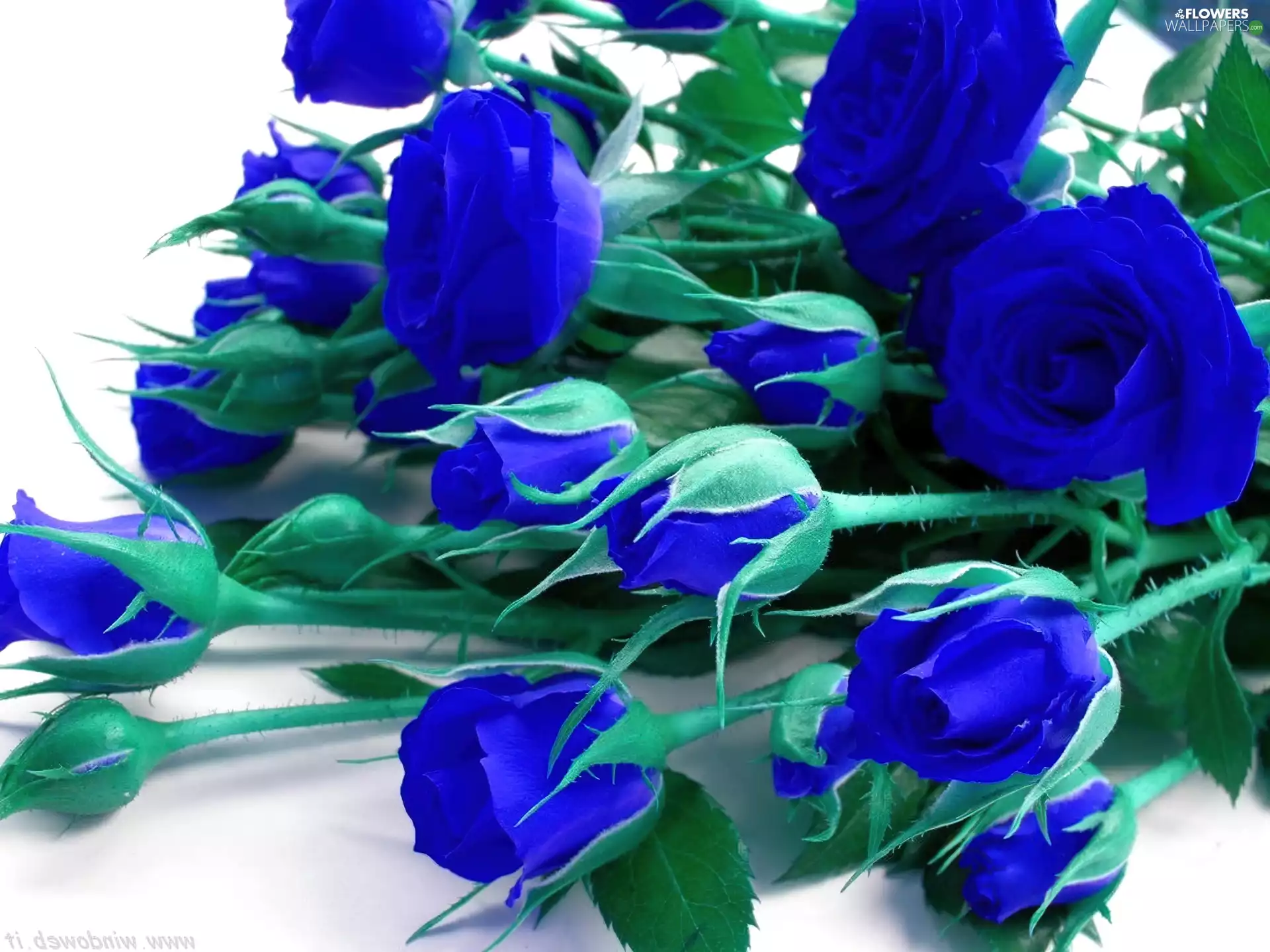 Blue, roses