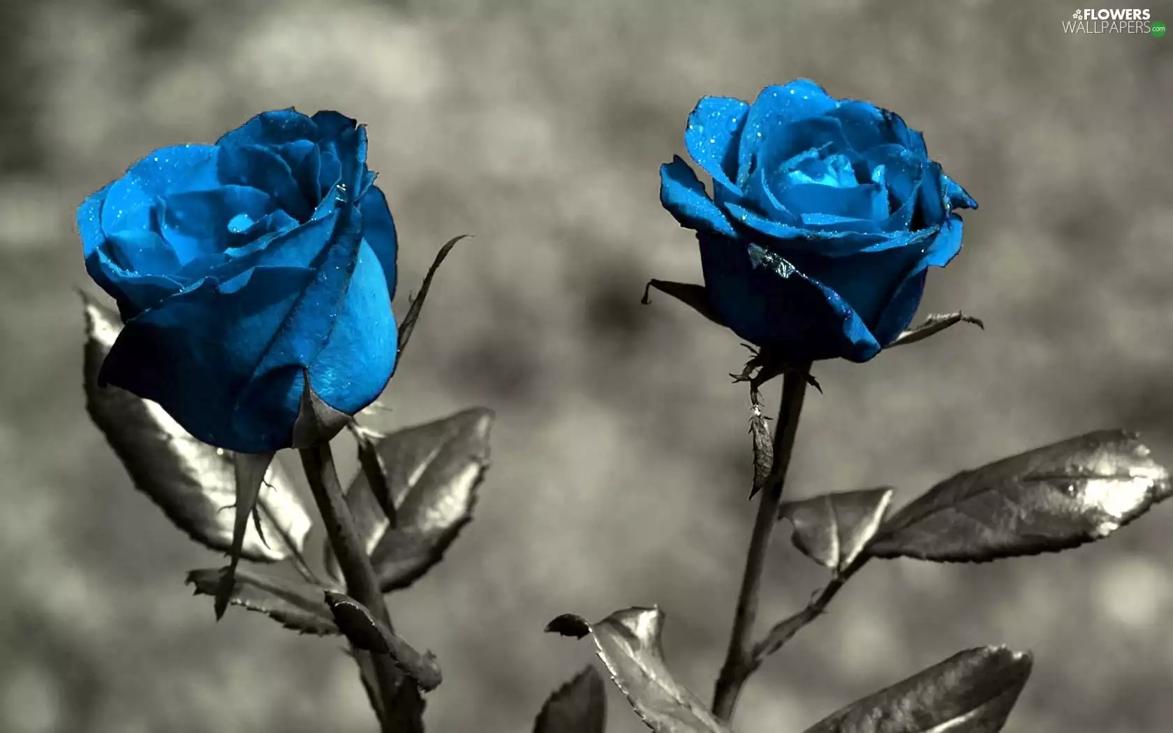 blue, roses
