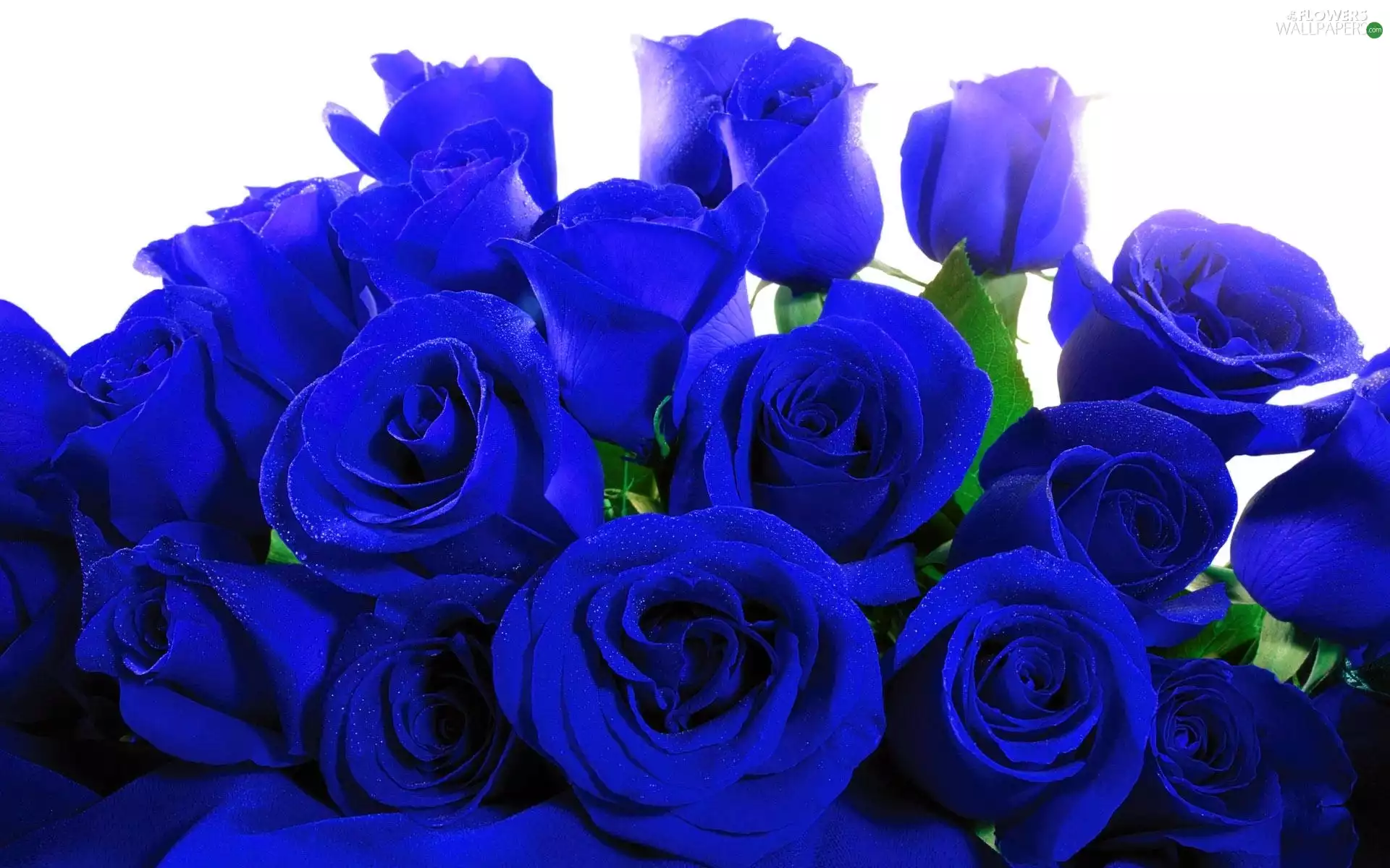 Blue, roses