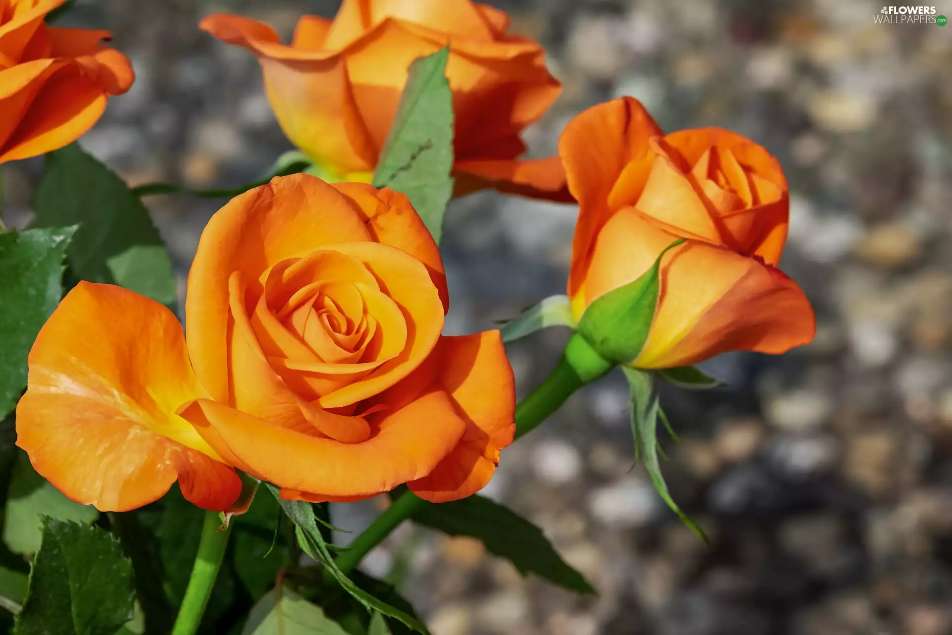 Flowers, roses, blurry background, Orange