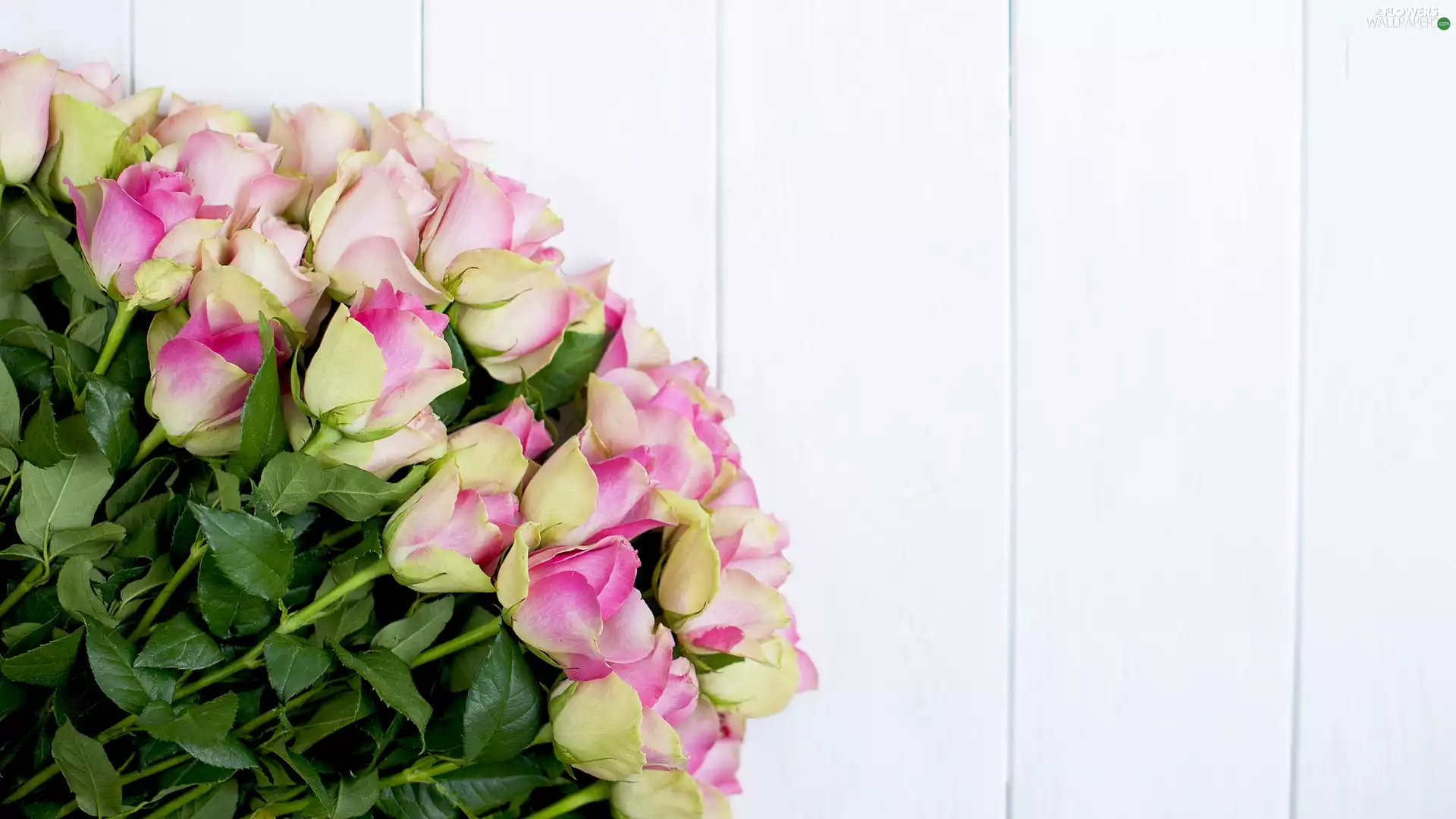 boarding, Yellow-Pink, roses