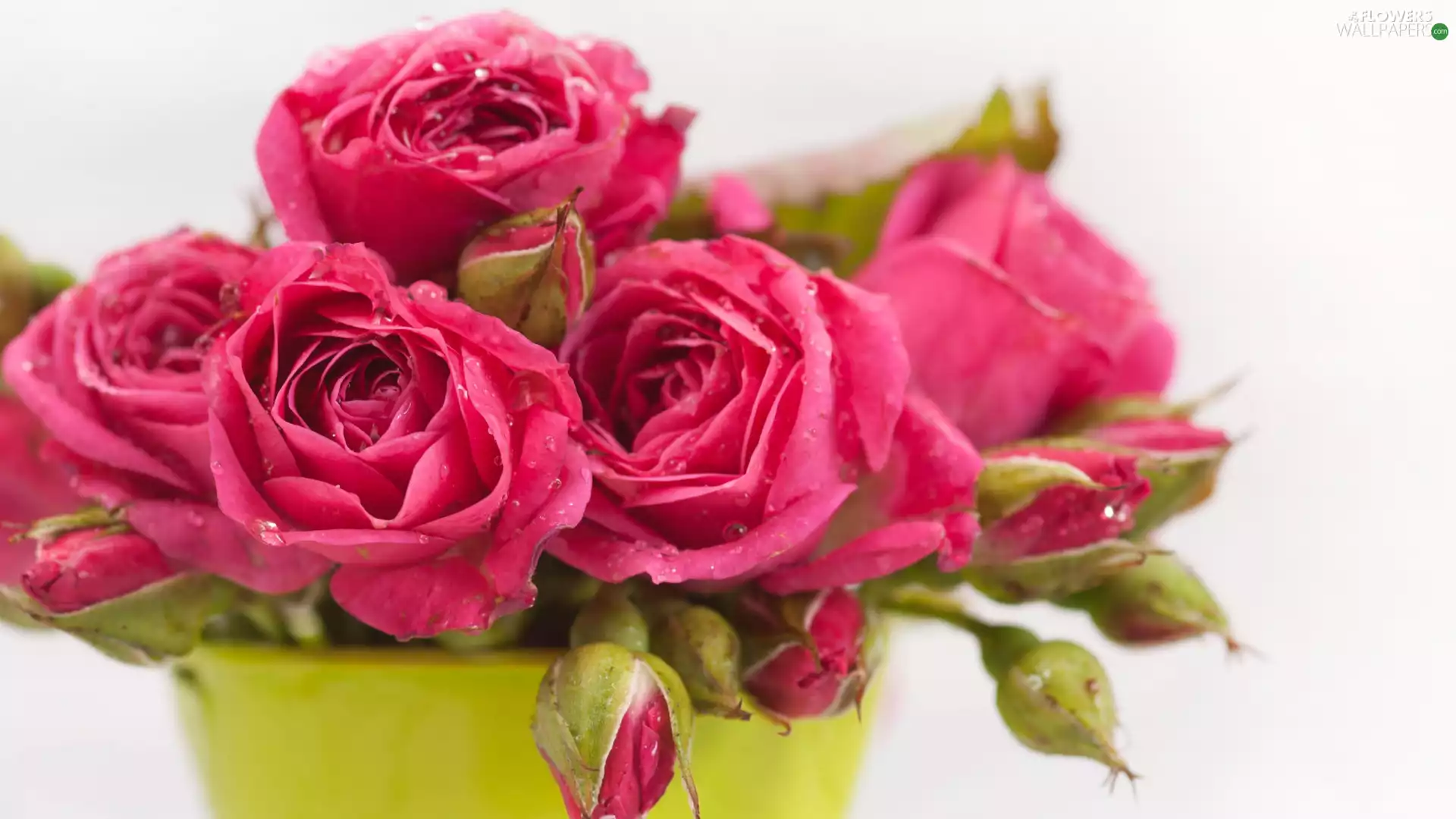 bouquet, Vase, drops, roses