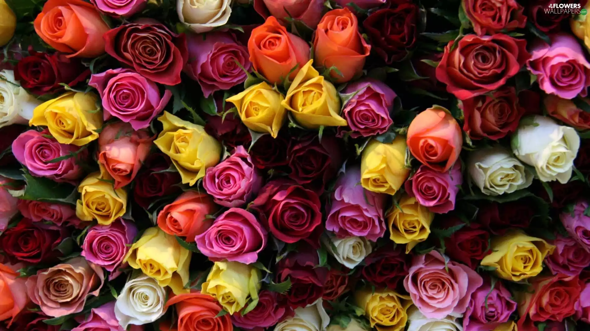 roses, Flowers, bouquet