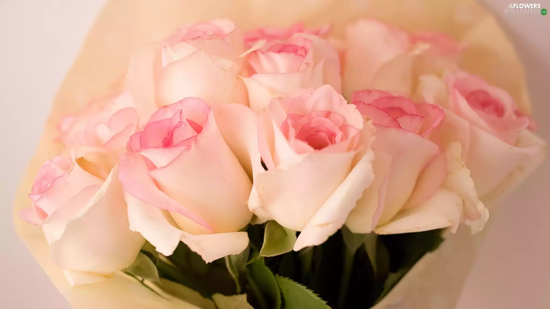 roses, Flowers, bouquet