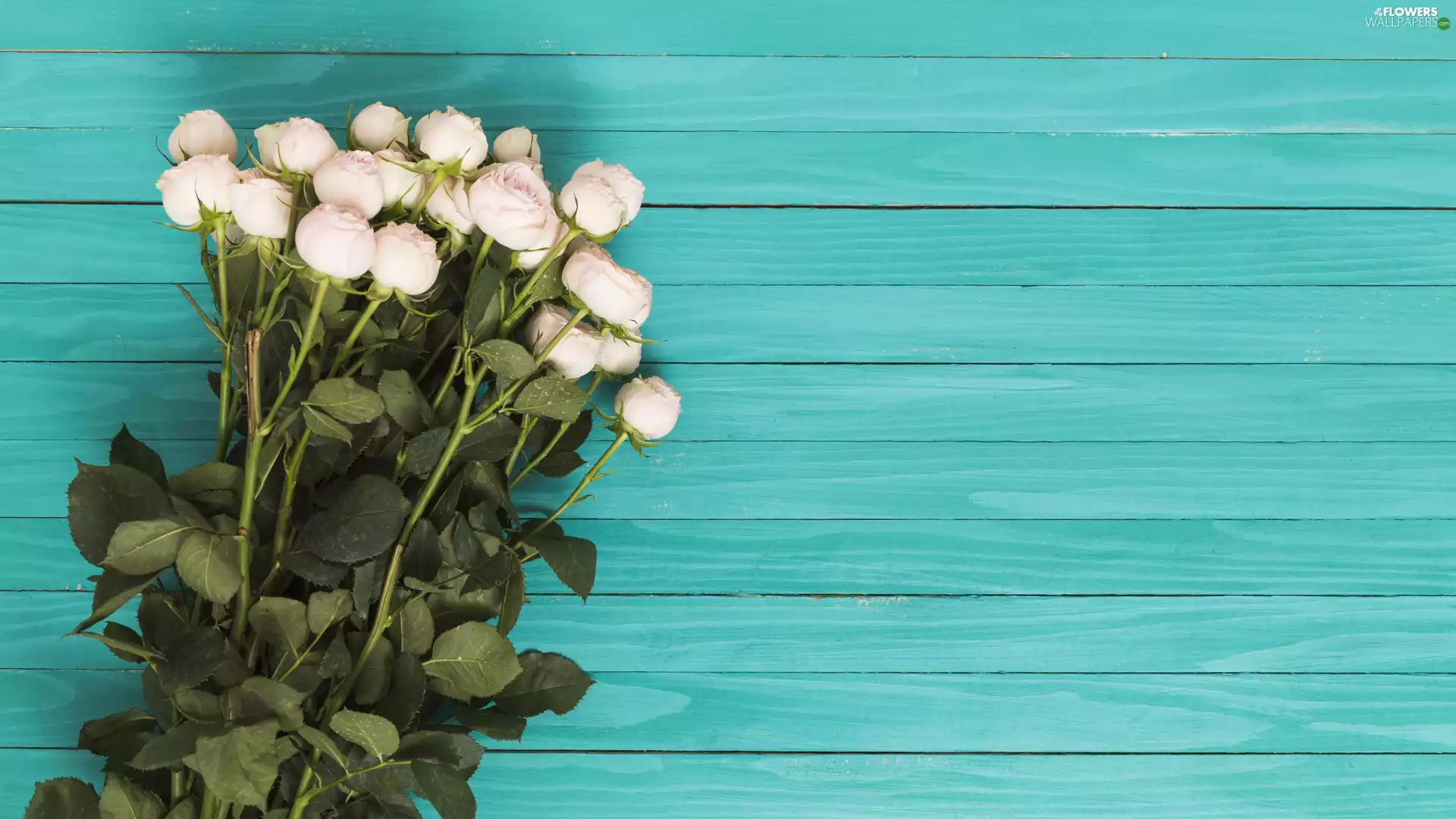 White, roses, bouquet, Buds, Flowers