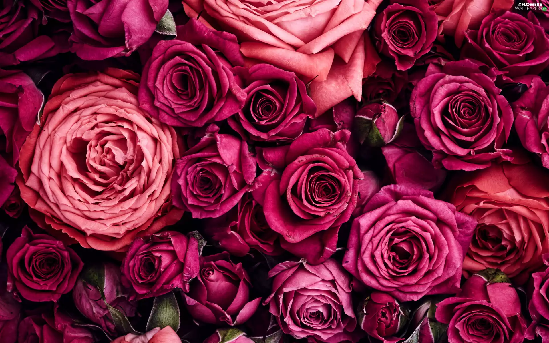 roses, Flowers, Buds