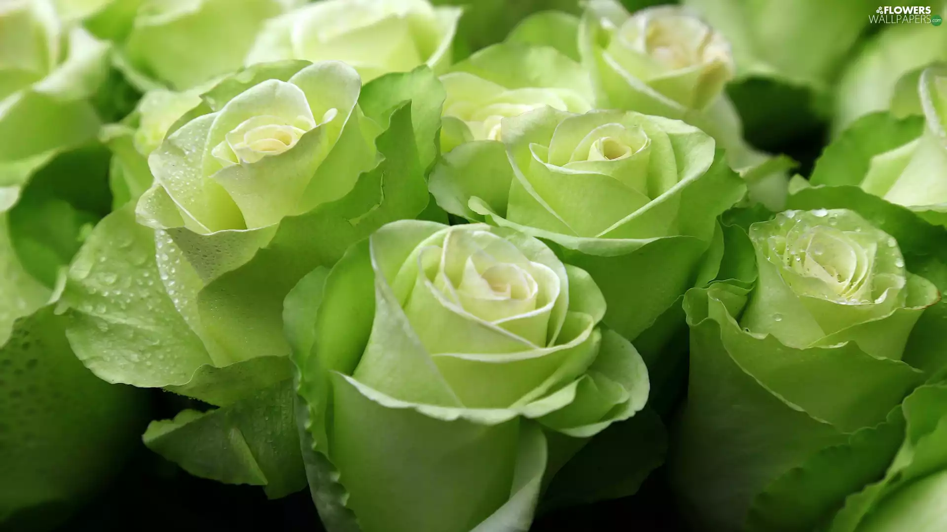 Buds, green ones, roses